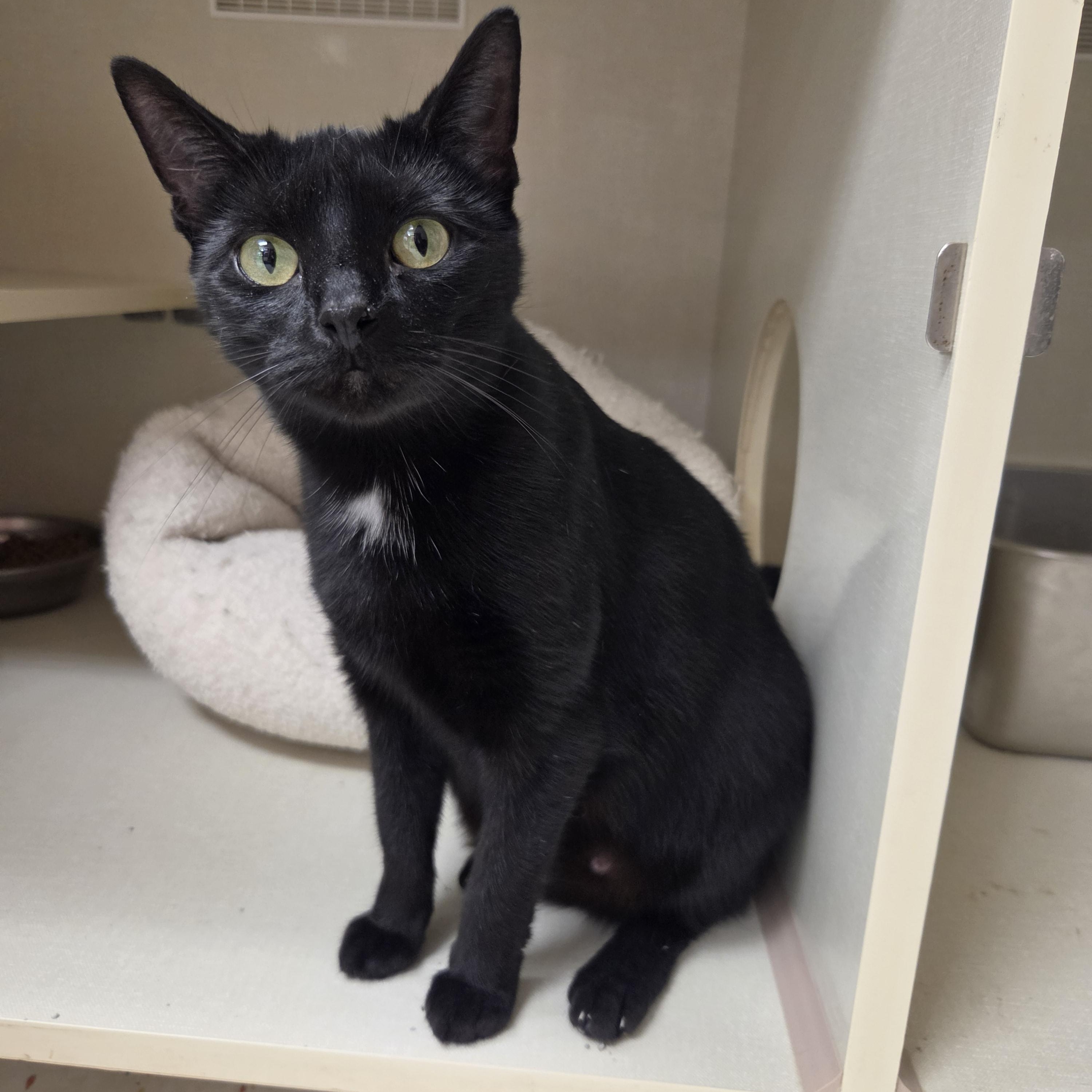 Sophie, ADOPTABLE, Young Female Domestic Short Hair.