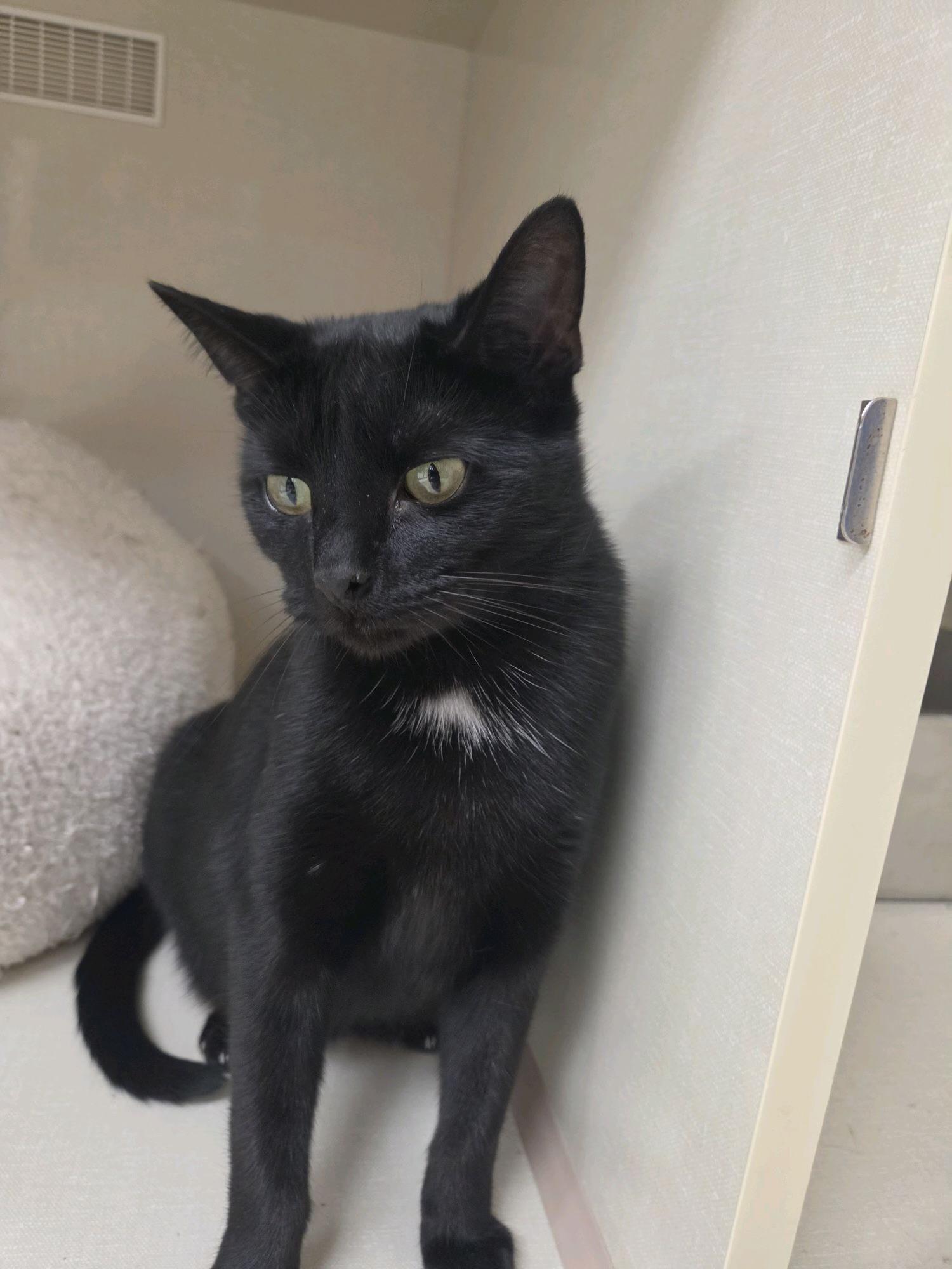 Enlarge Sophie, an adoptable Domestic Short Hair in Indianapolis, IN image 6/6