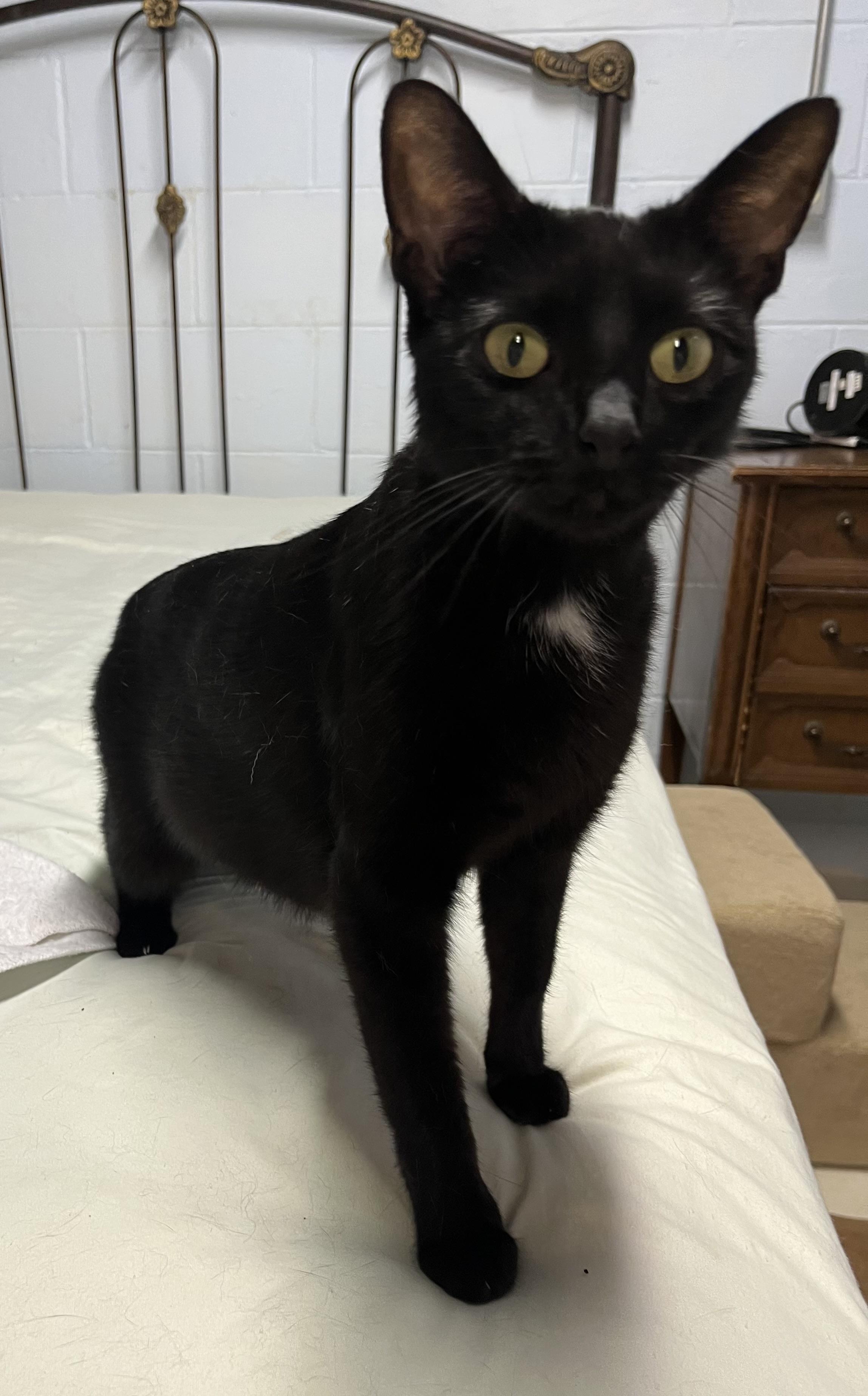 Sophie, ADOPTABLE, Young Female Domestic Short Hair.