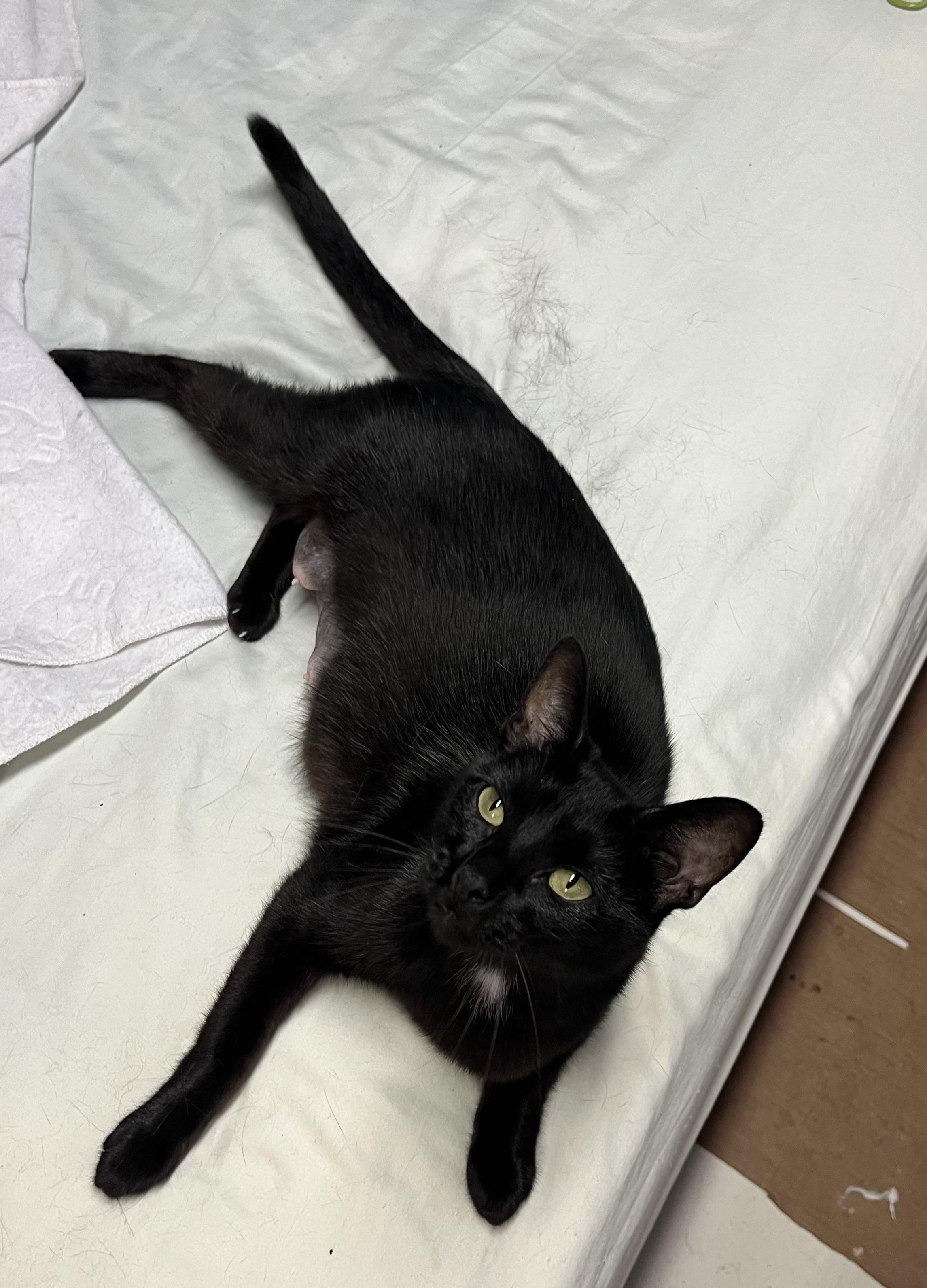 Sophie, a ADOPTABLE Domestic Short Hair in Indianapolis, IN image 3/3