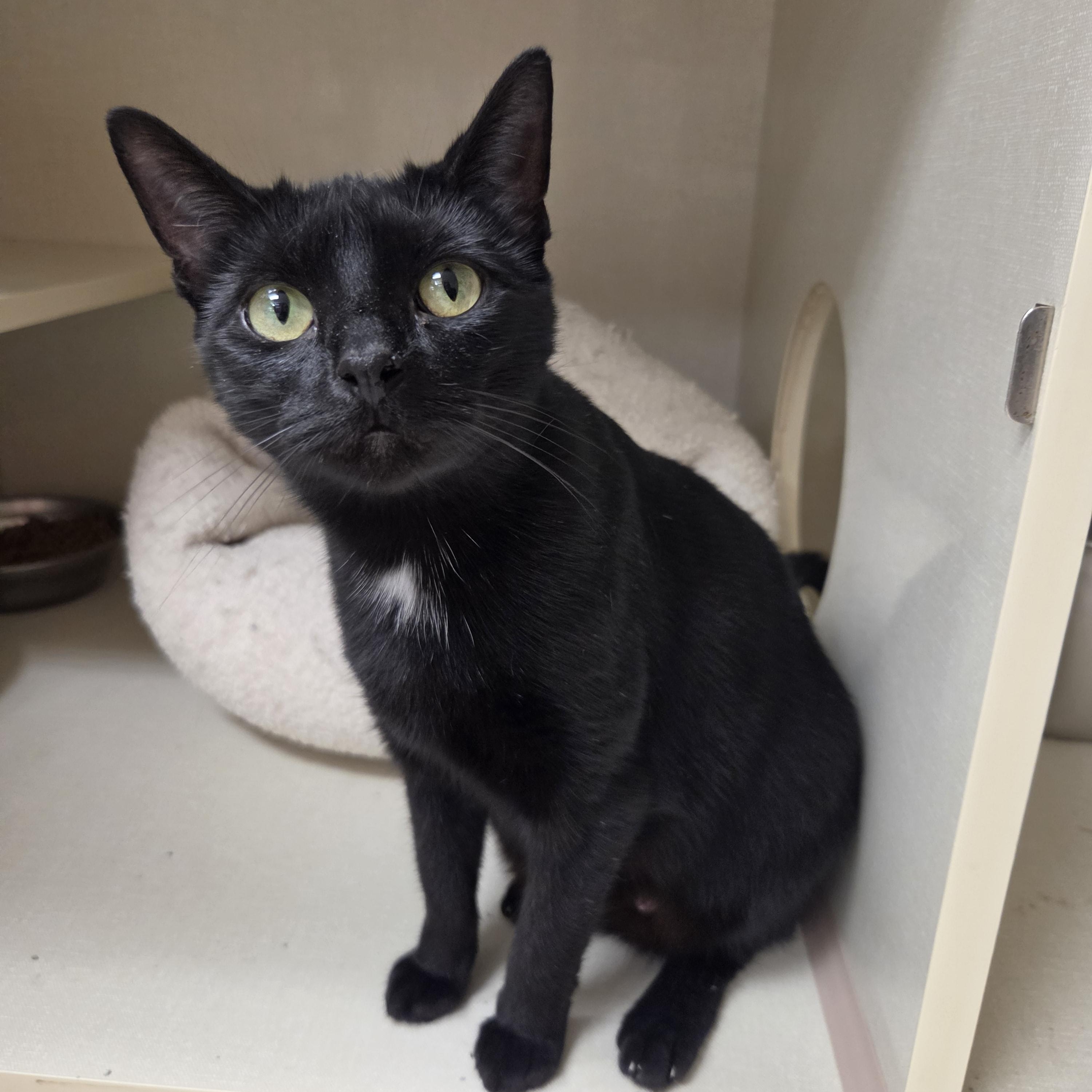 Enlarge Sophie, an adoptable Domestic Short Hair in Indianapolis, IN image 2/6
