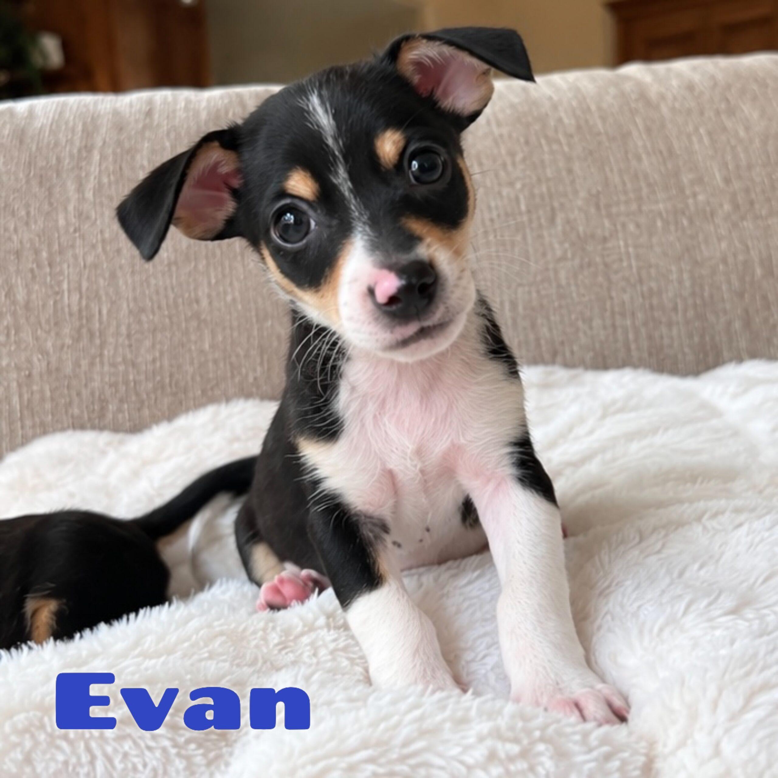 Evan, Adoptable, Puppy Male Chihuahua.