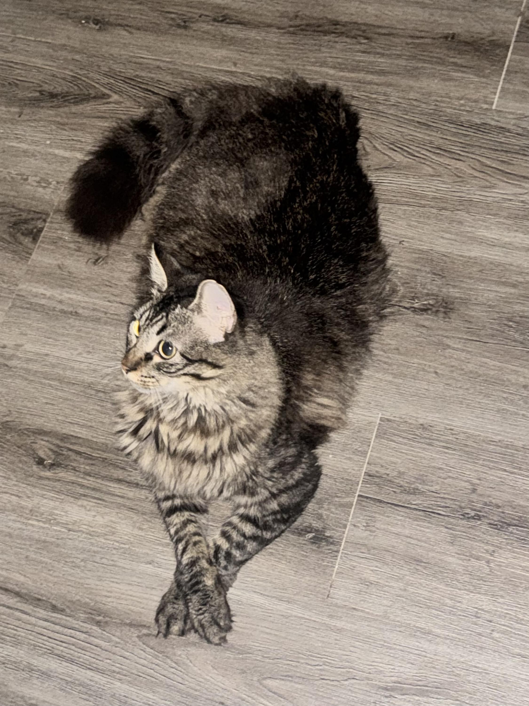 Enlarge MiniChurro, an adoptable Domestic Medium Hair in Houston, TX image 3/6