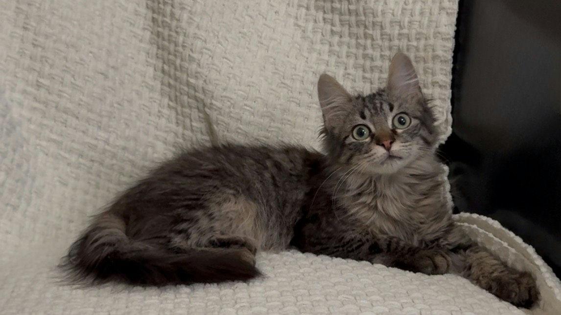 Enlarge MiniChurro, an adoptable Domestic Medium Hair in Houston, TX image 6/6