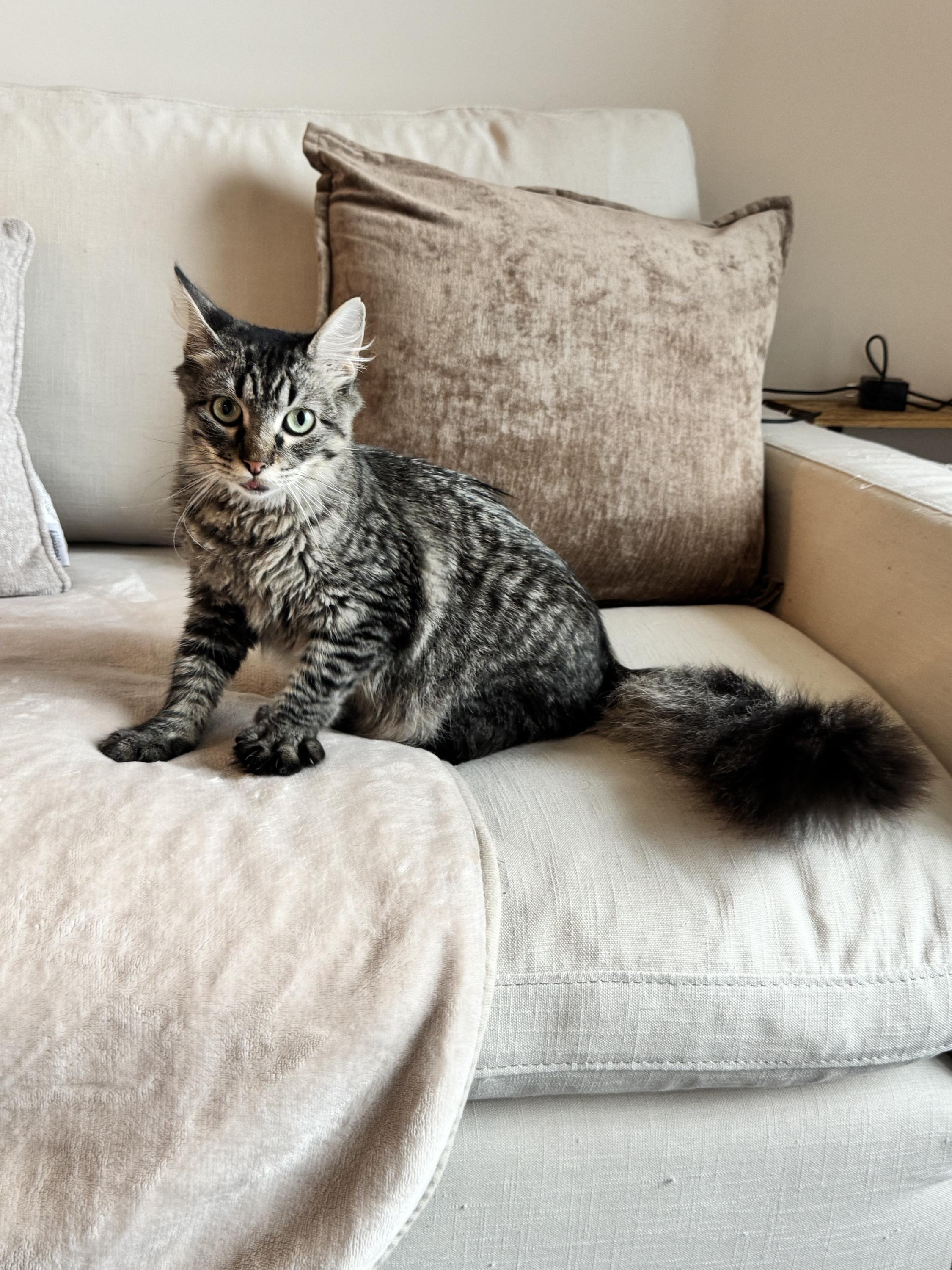 Enlarge MiniChurro, an adoptable Domestic Medium Hair in Houston, TX image 2/6