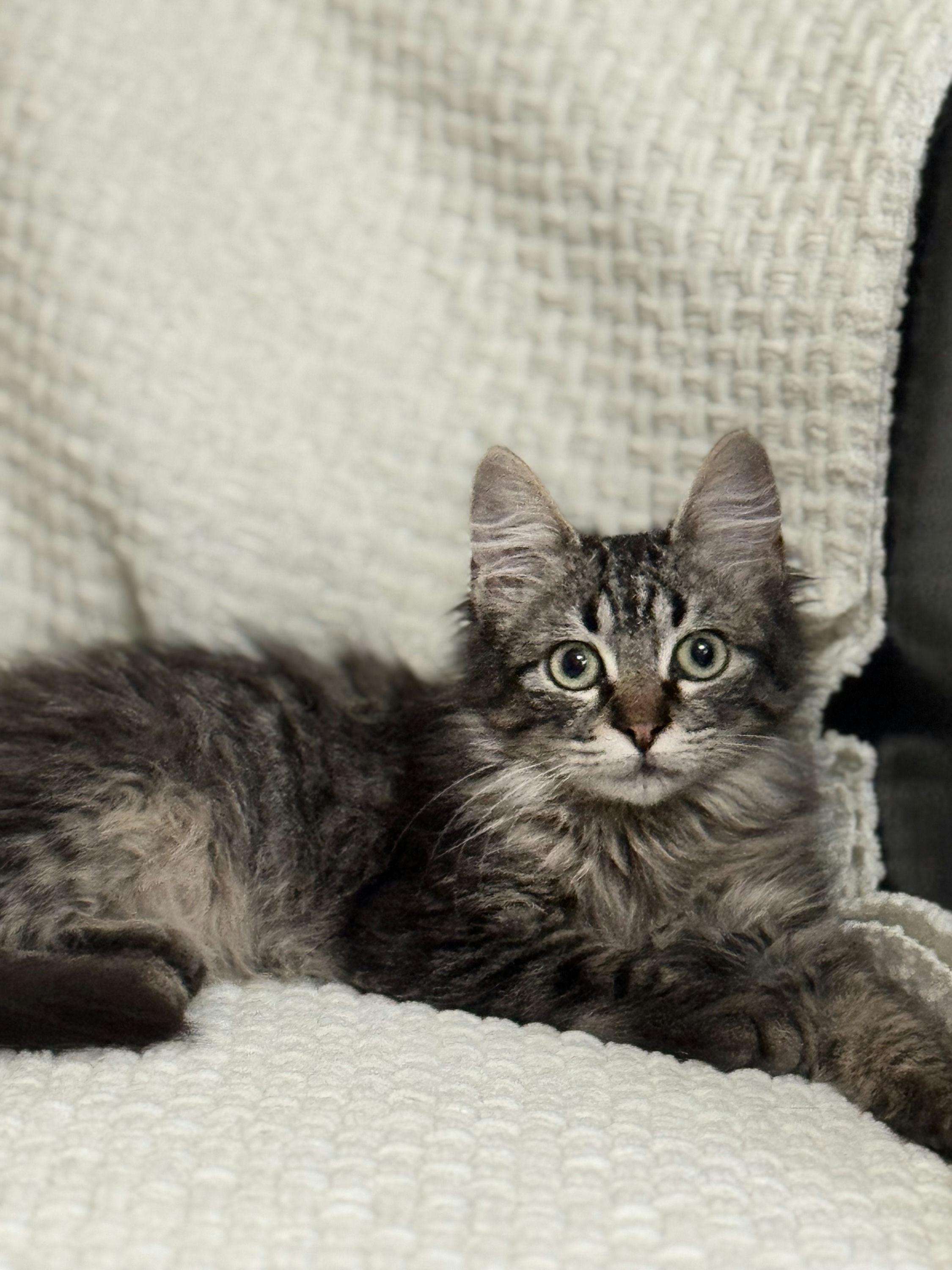 Enlarge MiniChurro, an adoptable Domestic Medium Hair in Houston, TX image 5/6