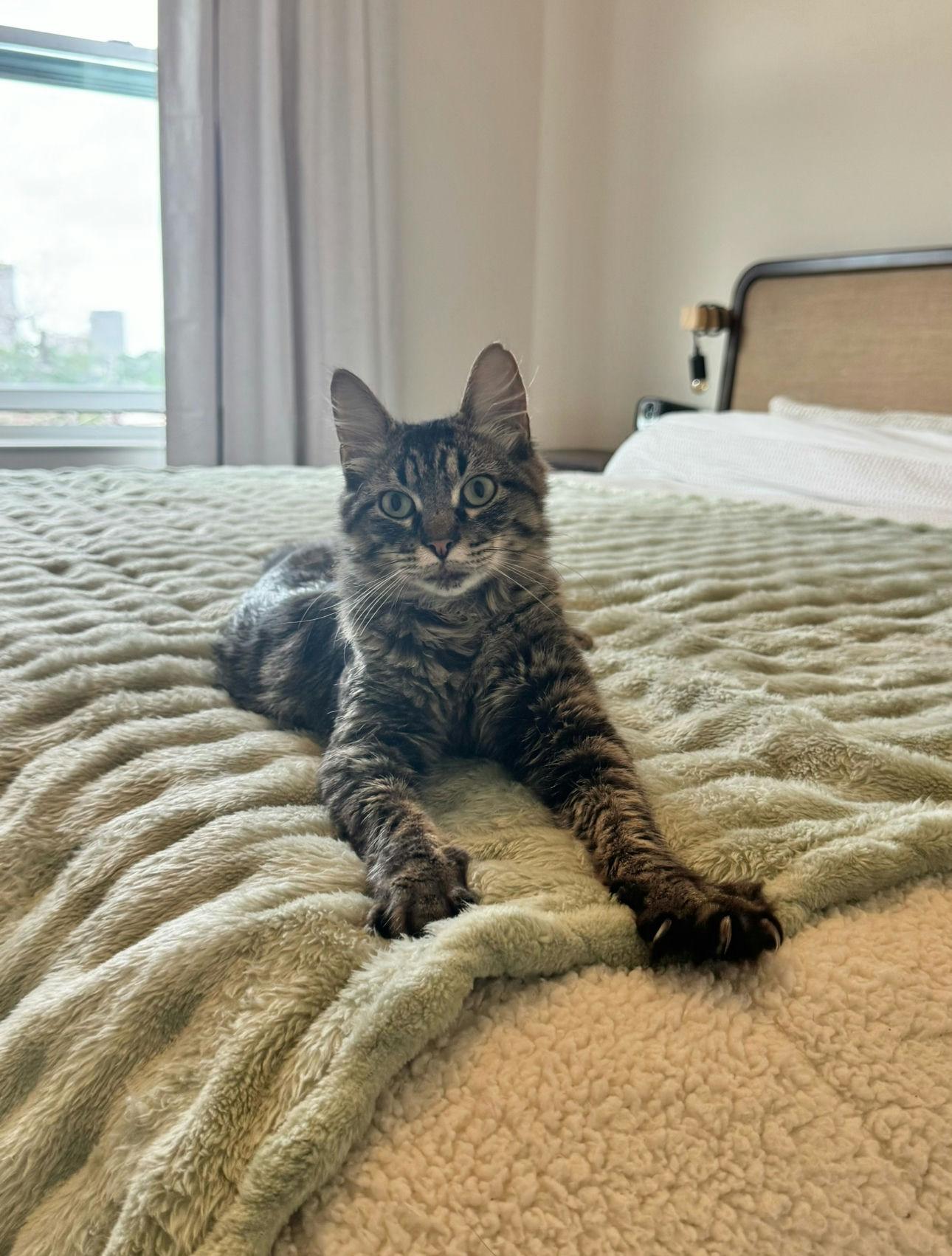 MiniChurro, adoptable, Kitten Male Domestic Medium Hair.