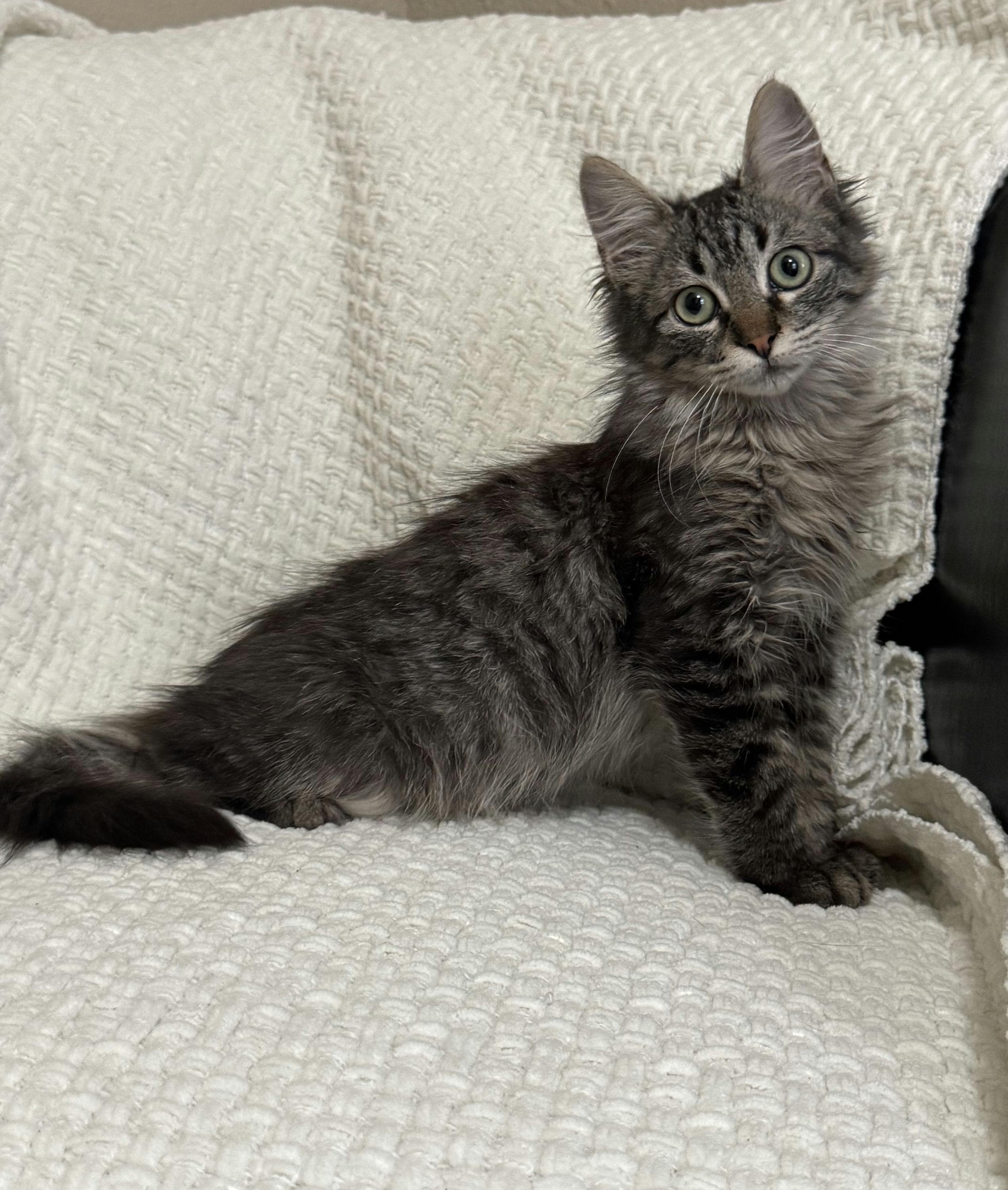 Enlarge MiniChurro, an adoptable Domestic Medium Hair in Houston, TX image 4/6