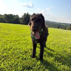 Ace, a ADOPTABLE mixed breed in Little Rock, AR image 2/5