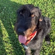 Ace, ADOPTABLE, Young Male Labradoodle & Schnauzer.