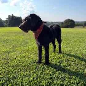 Ace, a ADOPTABLE mixed breed in Little Rock, AR image 3/5