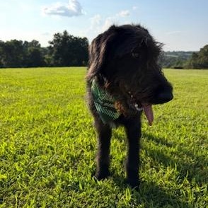Ace, a ADOPTABLE mixed breed in Little Rock, AR image 4/5