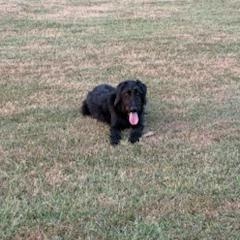 Ace, a ADOPTABLE mixed breed in Little Rock, AR image 5/5