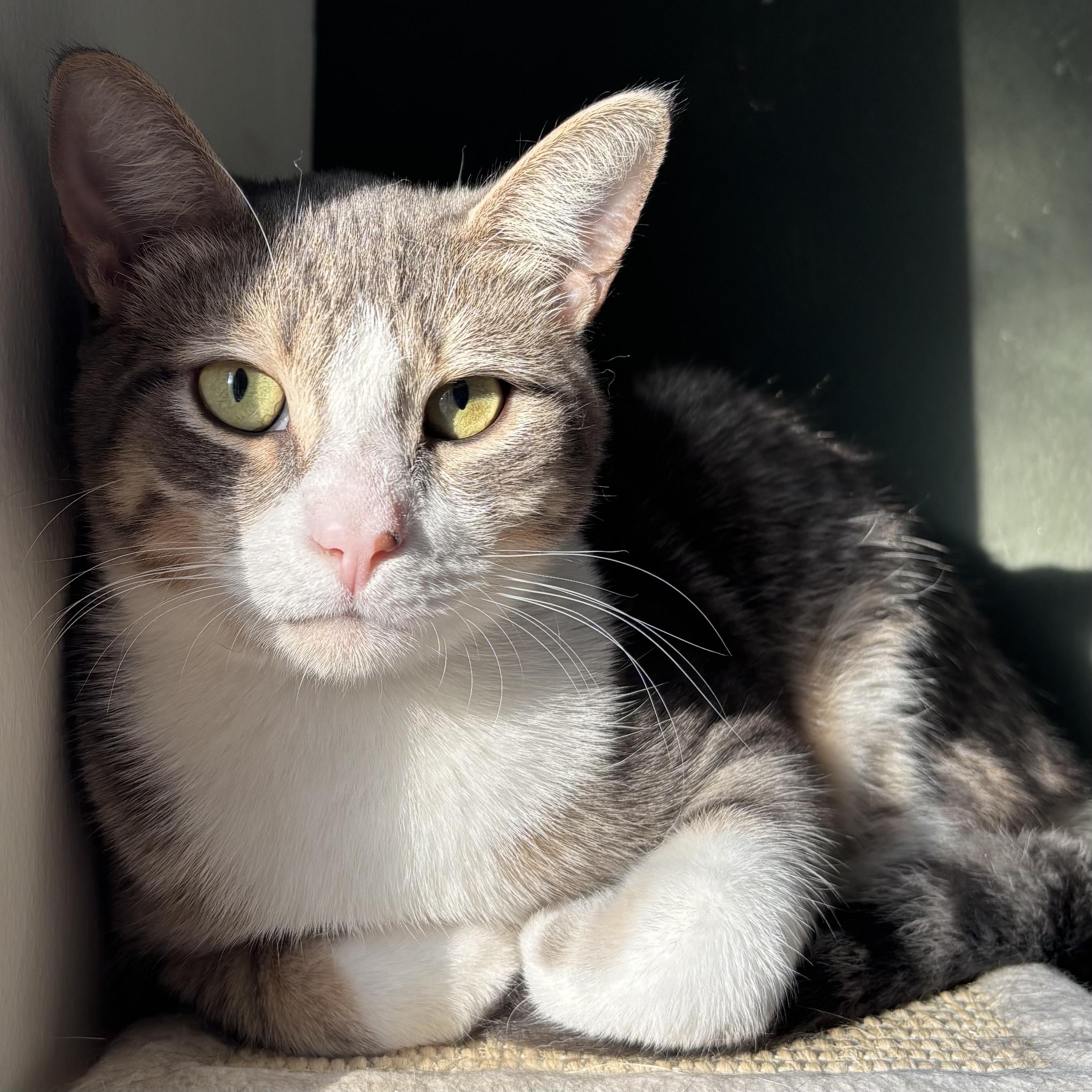 Percy (bonded with Dakota), Adoptable, Young Male Domestic Short Hair.