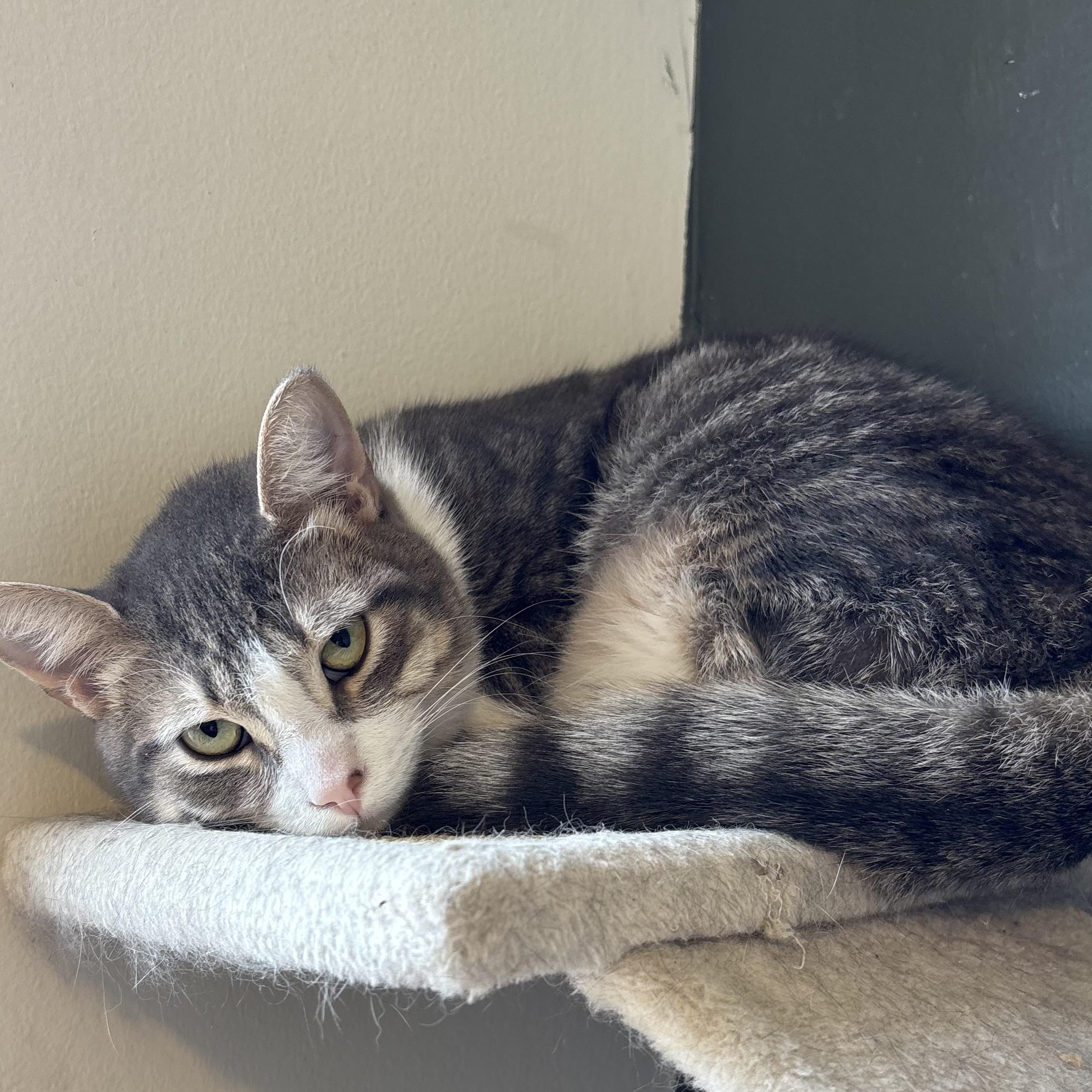 Enlarge Percy (bonded with Dakota), a Adoptable Domestic Short Hair in Pickering, ON image 2/4