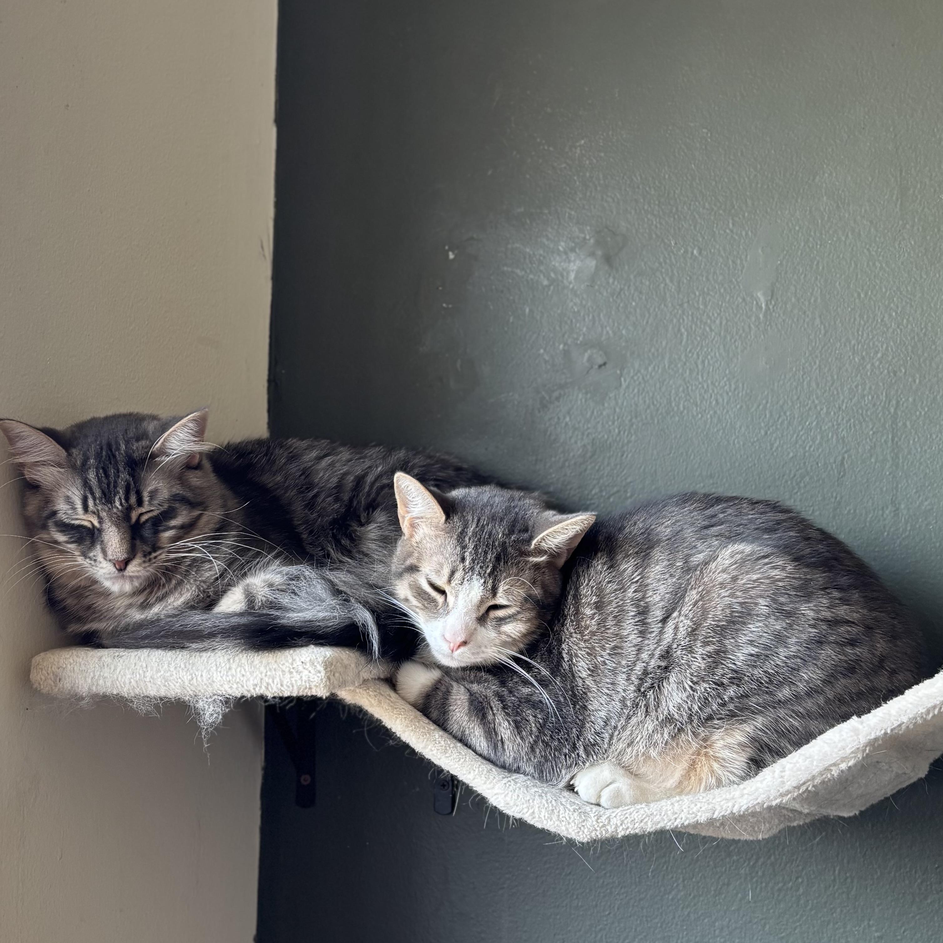 Enlarge Percy (bonded with Dakota), a Adoptable Domestic Short Hair in Pickering, ON image 4/4