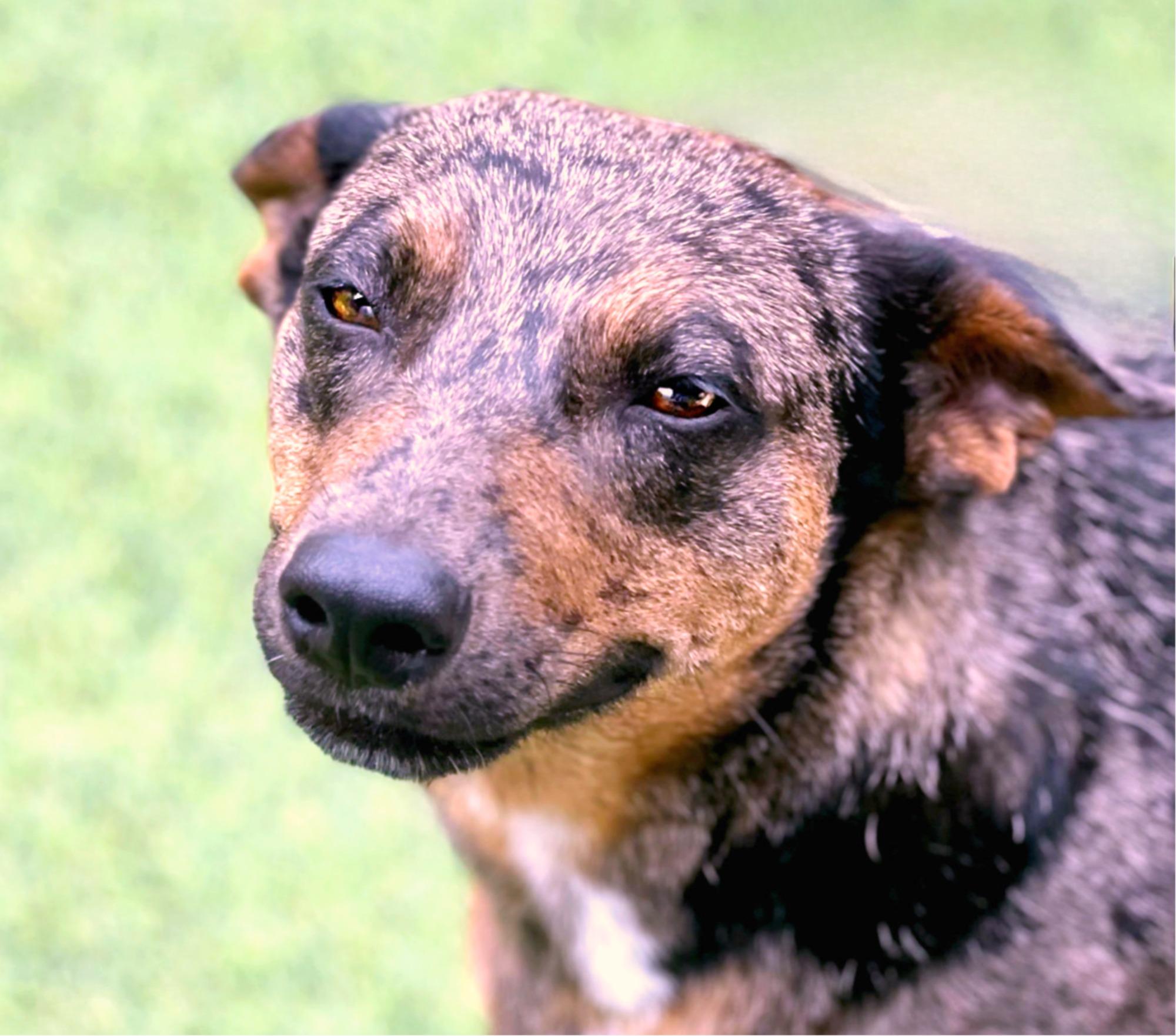 Auburn — A Gentle Soul Ready to Trust Again, Adoptable, Adult Female Australian Cattle Dog / Blue Heeler & Cattle Dog.