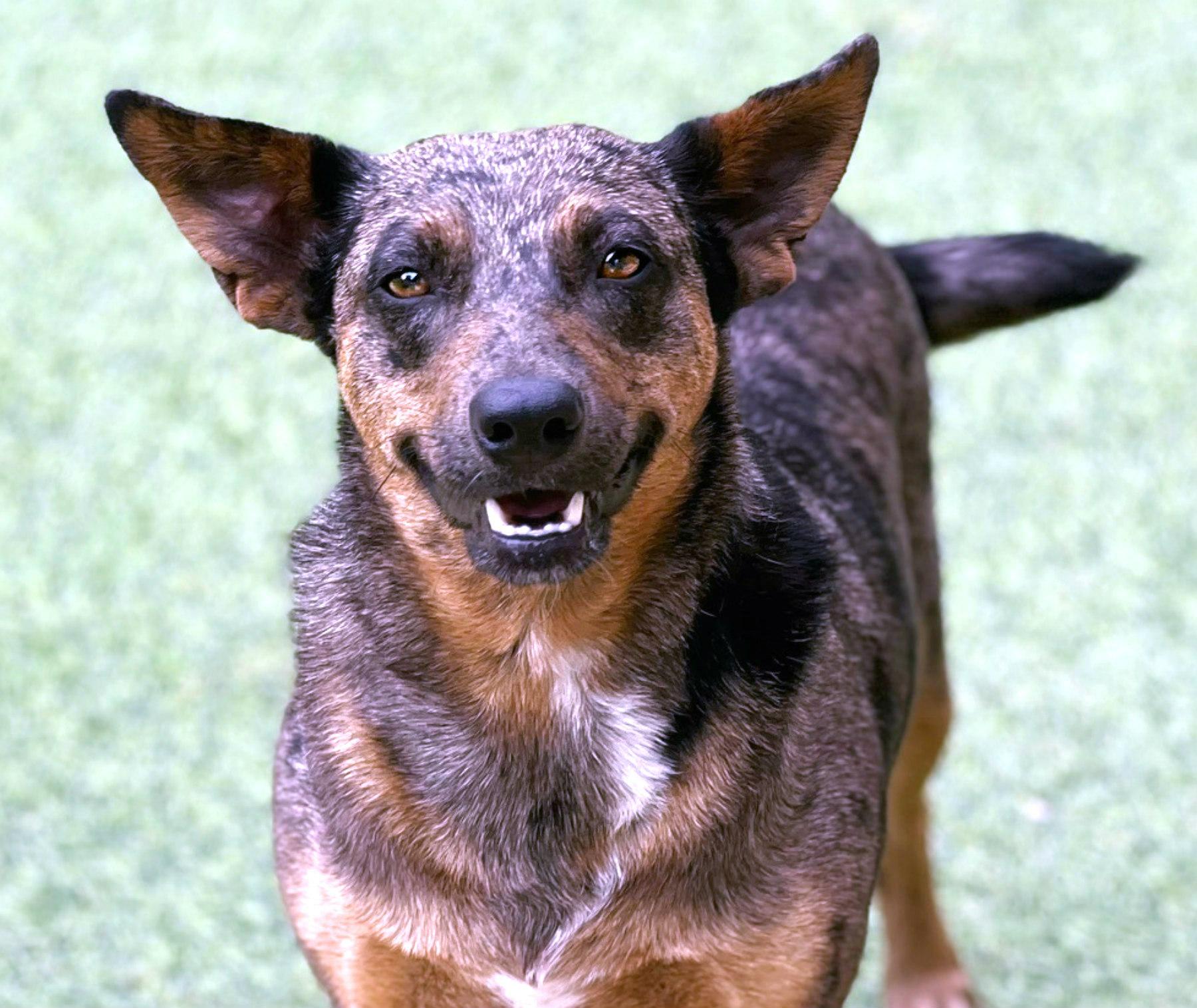 Auburn — A Gentle Soul Ready to Trust Again, a Adoptable mixed breed in St Augustine, FL image 4/6