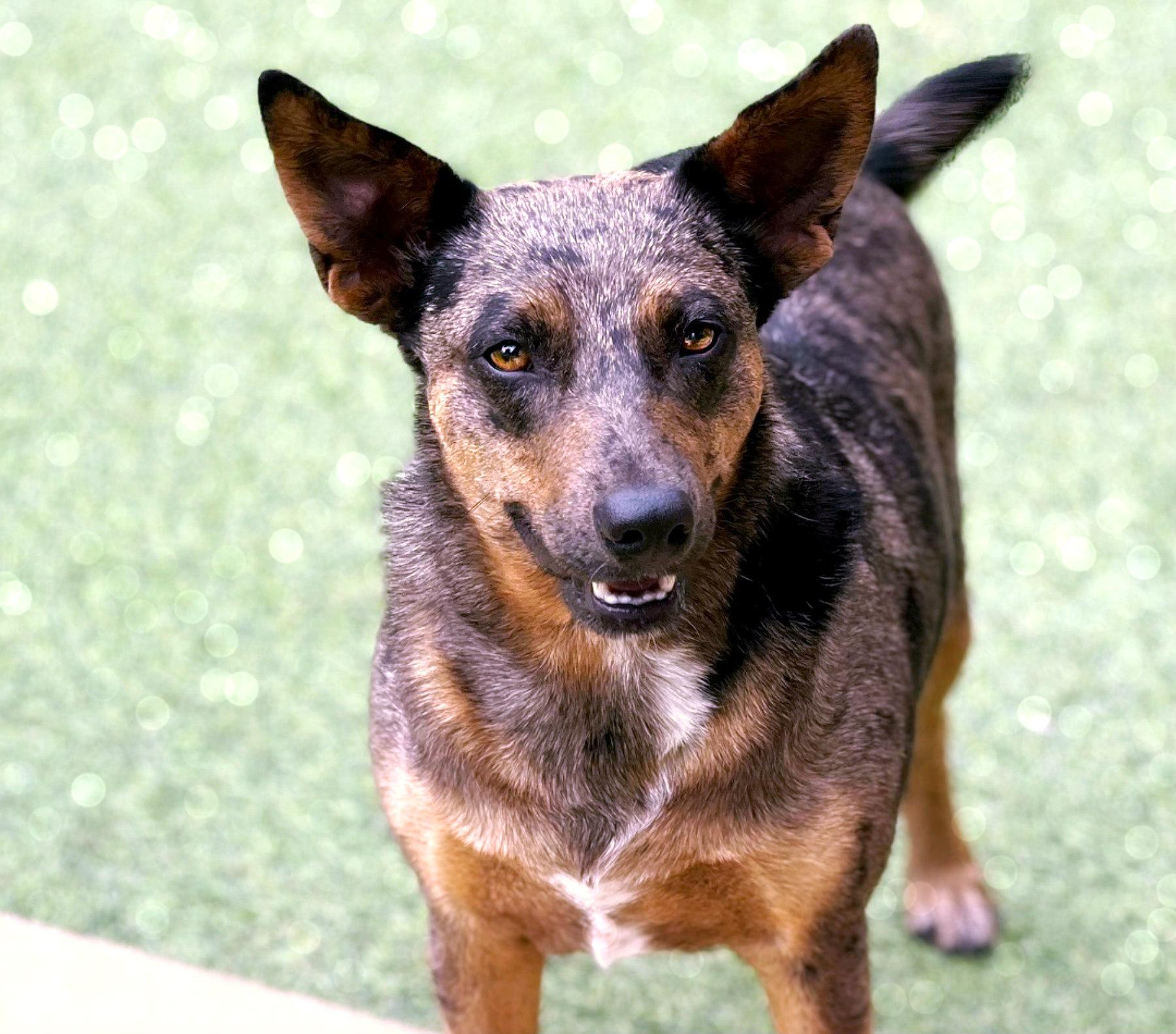 Auburn — A Gentle Soul Ready to Trust Again, a Adoptable mixed breed in St Augustine, FL image 5/6