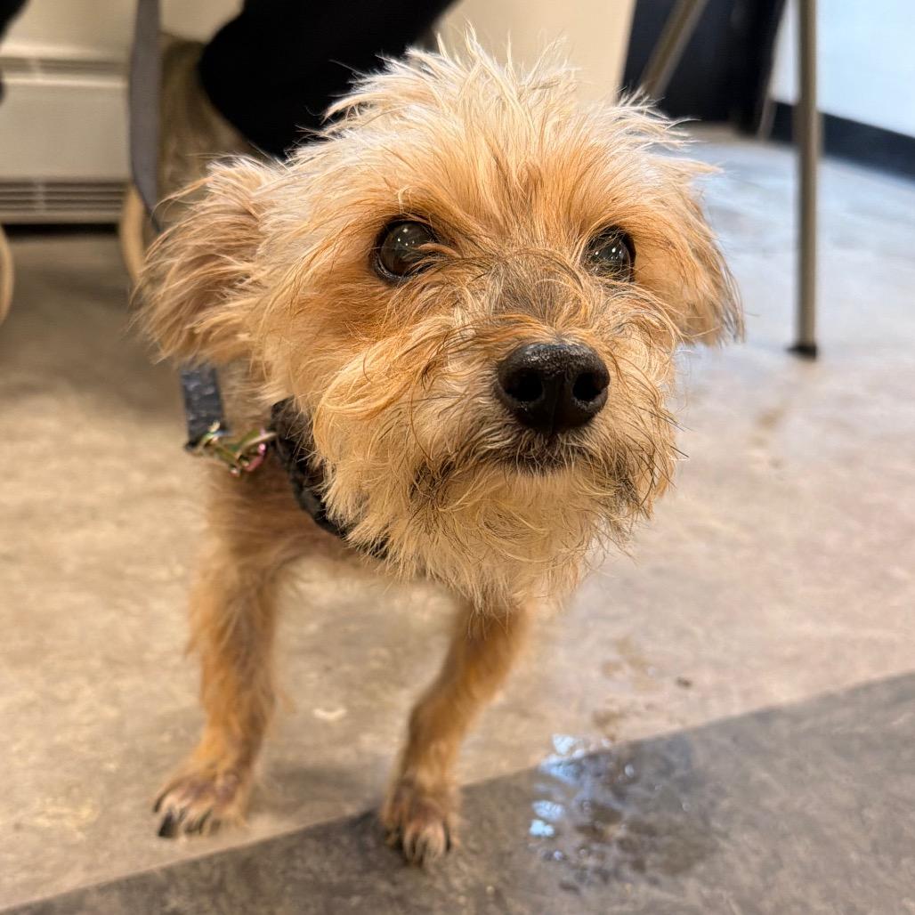 Lucky Go, Adoptable, Senior Male Yorkshire Terrier.