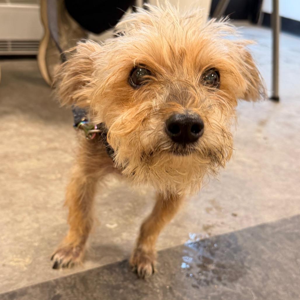Enlarge Lucky Go, a Adoptable Yorkshire Terrier in Philadelphia, PA image 2/2