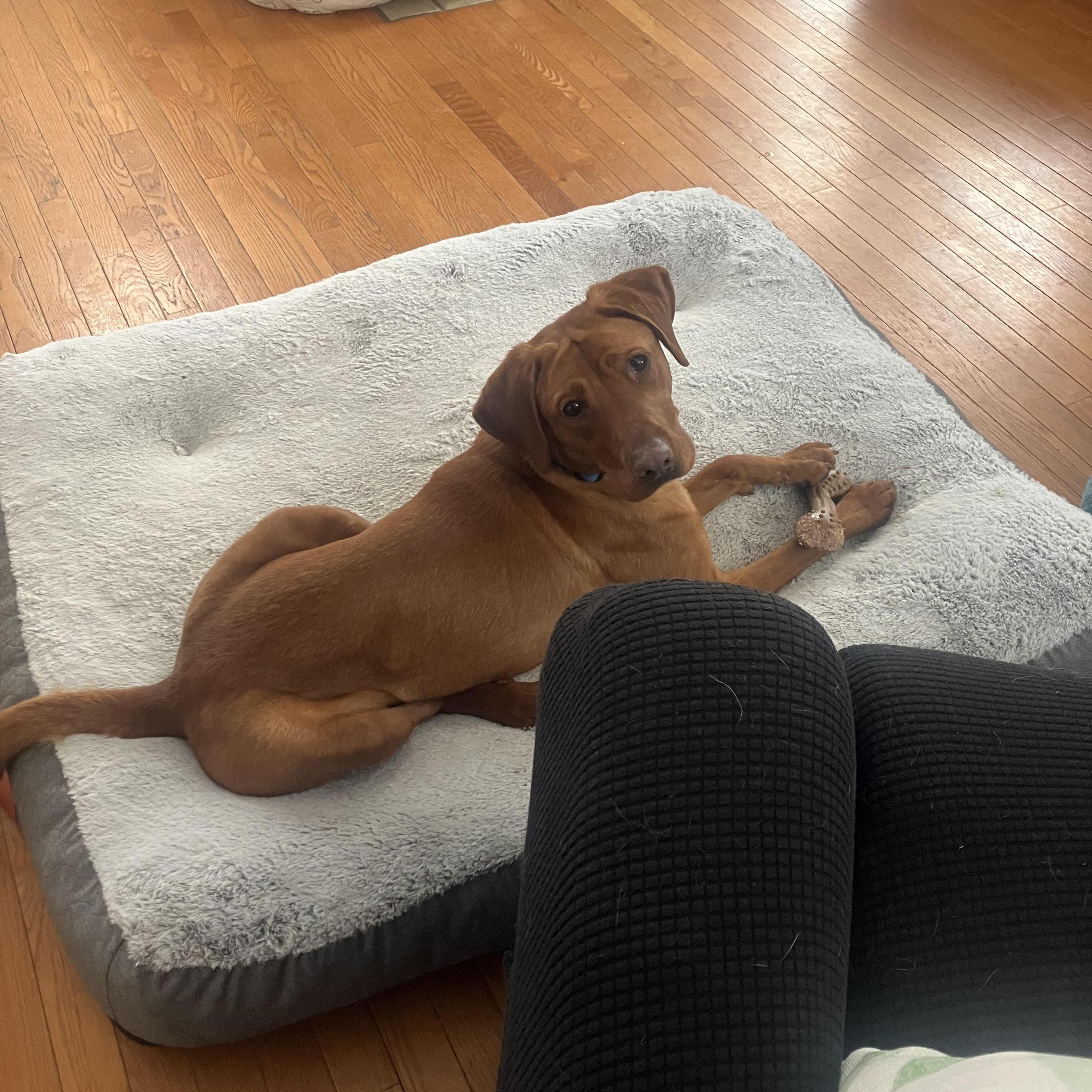 Nugget, Adoptable, Young Male Vizsla & Mixed Breed.