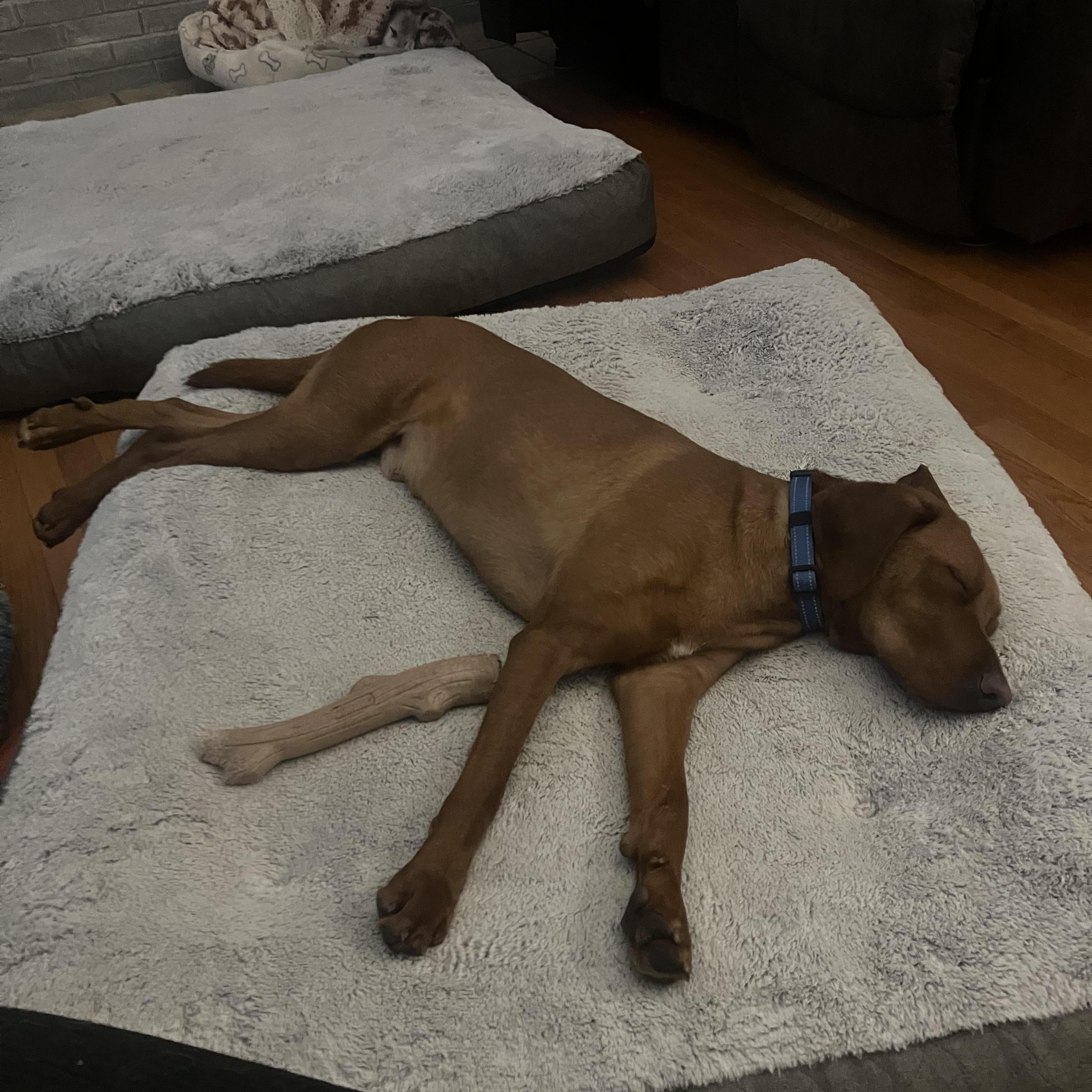 Enlarge Nugget, a Adoptable mixed breed in O Fallon, IL image 2/3