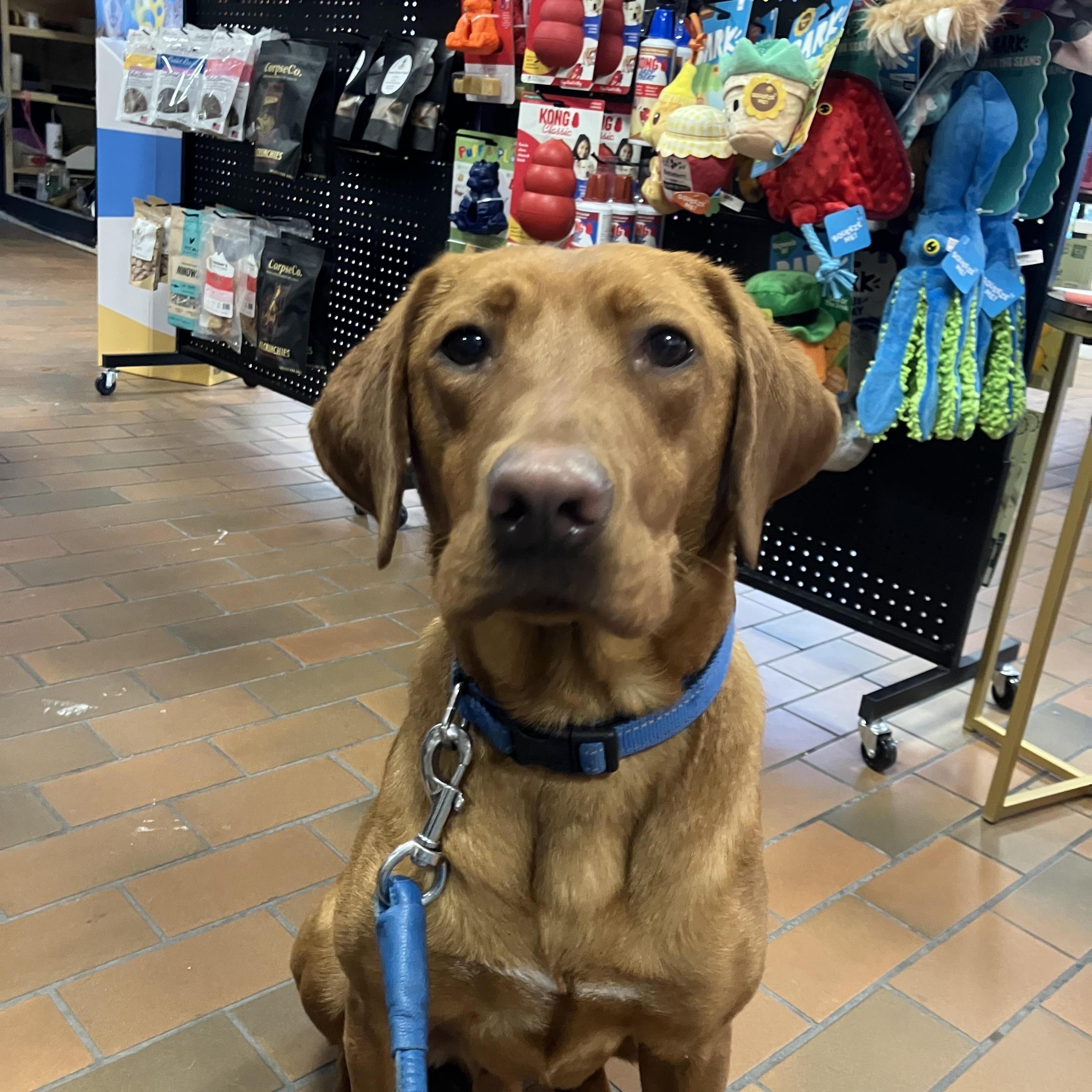 Enlarge Nugget, a Adoptable mixed breed in O Fallon, IL image 3/3