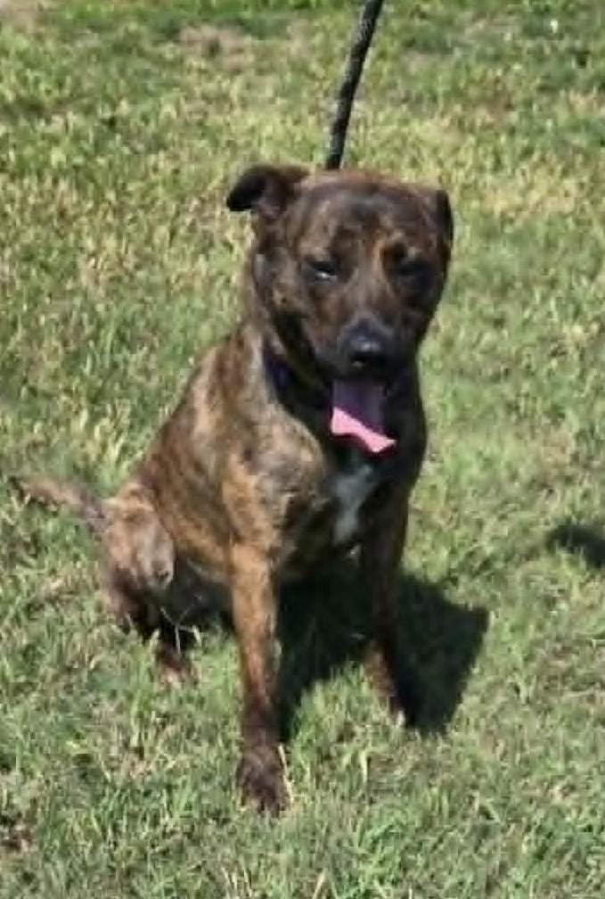 Enlarge Bingo, a Adopted mixed breed in Larned, KS image 1/3