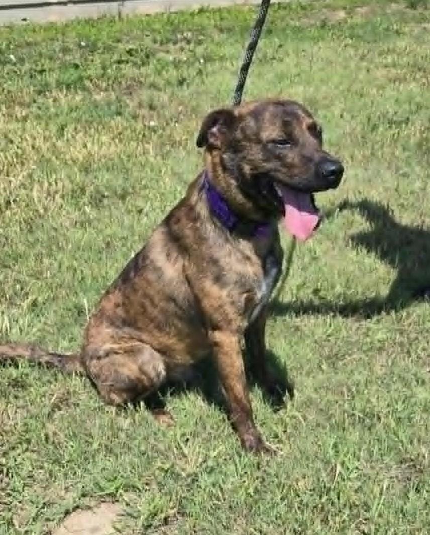 Enlarge Bingo, a Adopted mixed breed in Larned, KS image 3/3