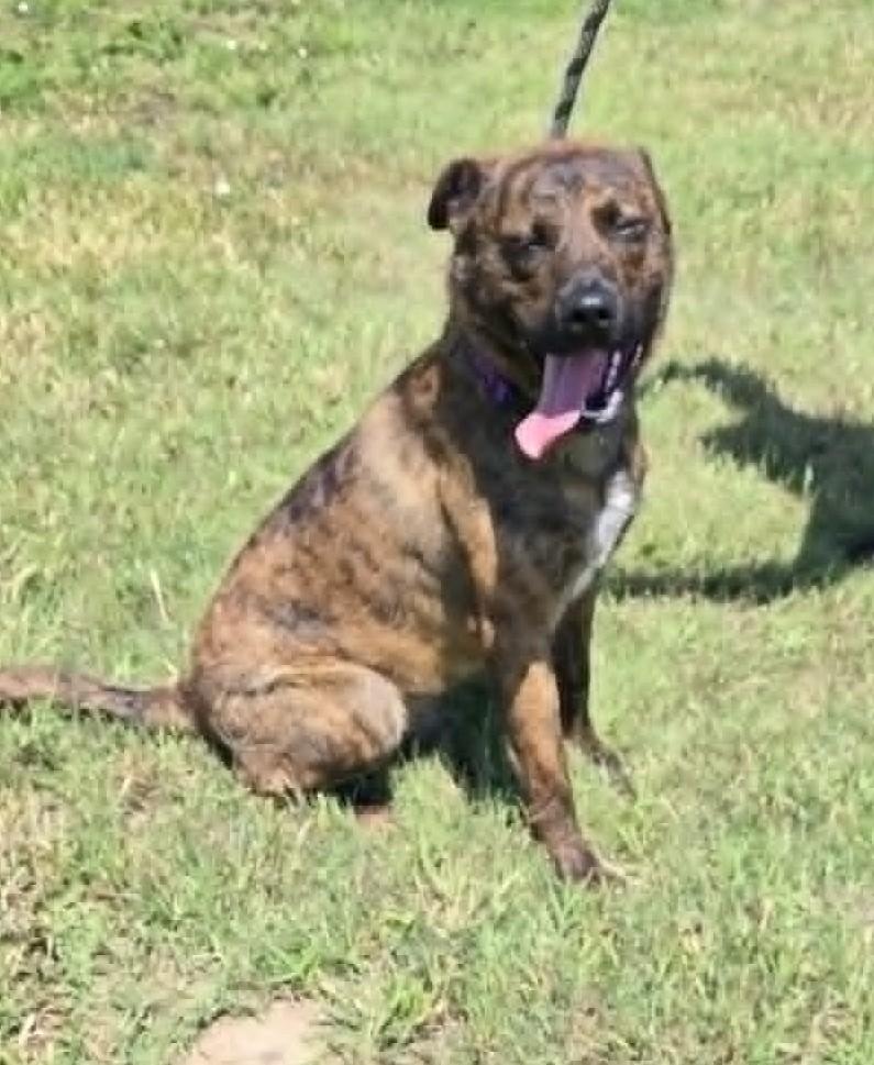 Enlarge Bingo, a Adopted mixed breed in Larned, KS image 2/3