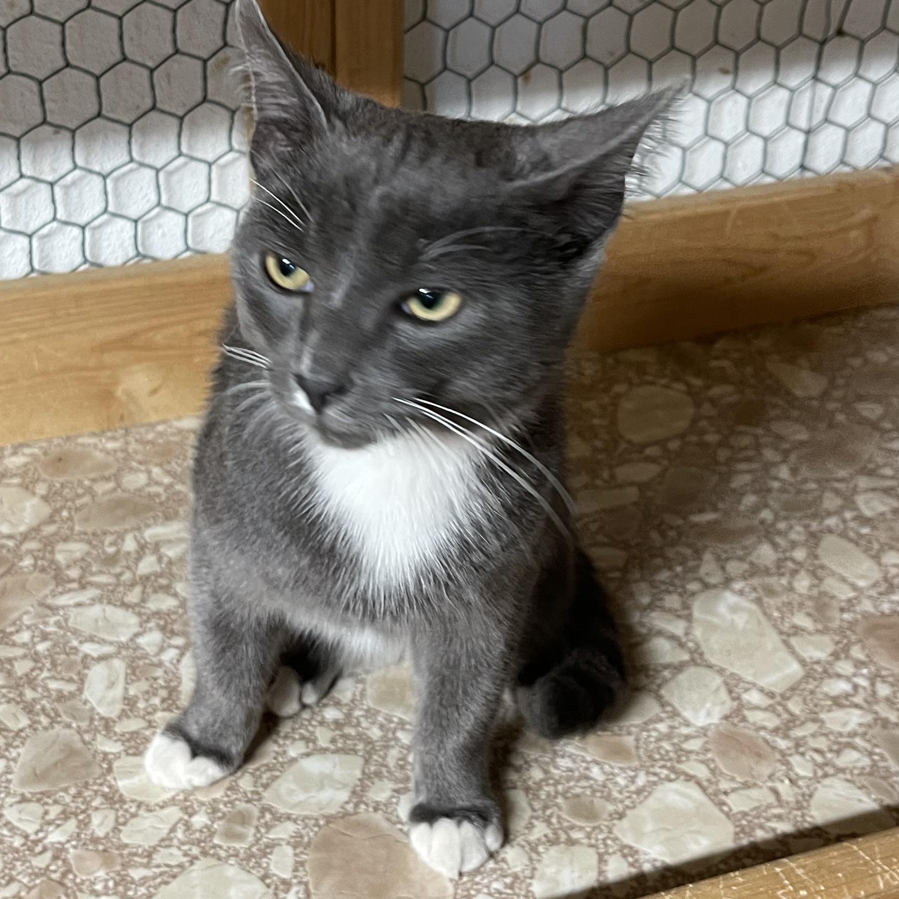 Ace, an adoptable Domestic Short Hair in Ronan, MT, 59864 | Photo Image 1