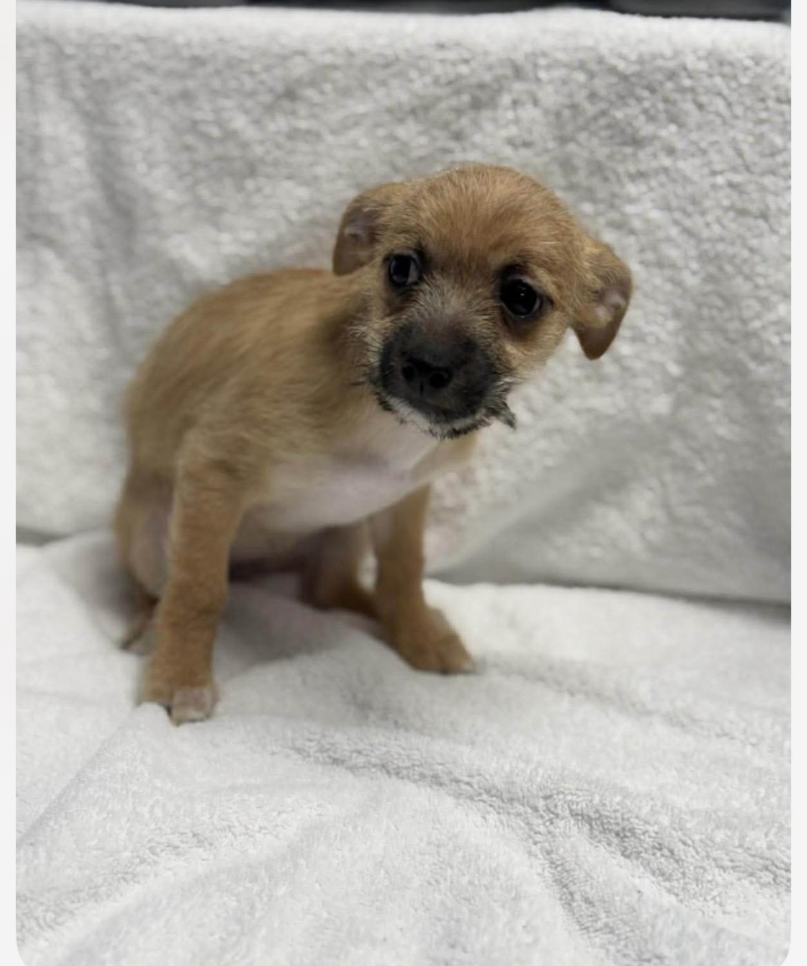 Enlarge Jolene , an adopted mixed breed in Kannapolis, NC image 4/4