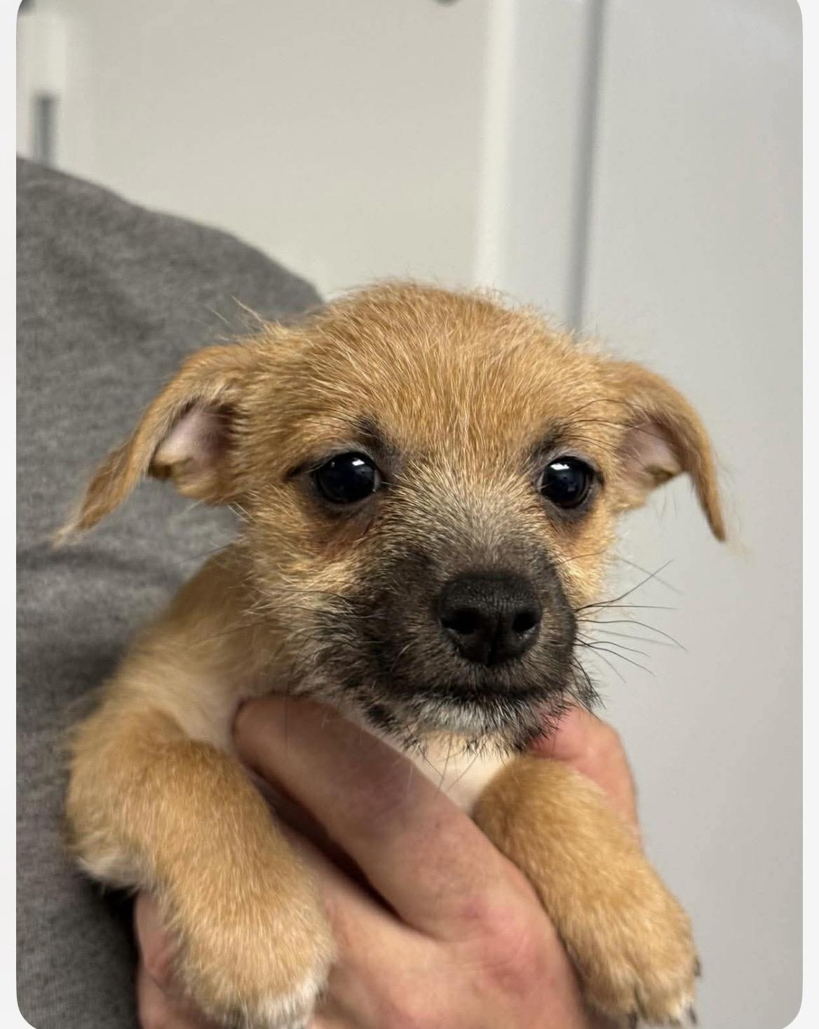 Enlarge Jolene , an adopted mixed breed in Kannapolis, NC image 2/4