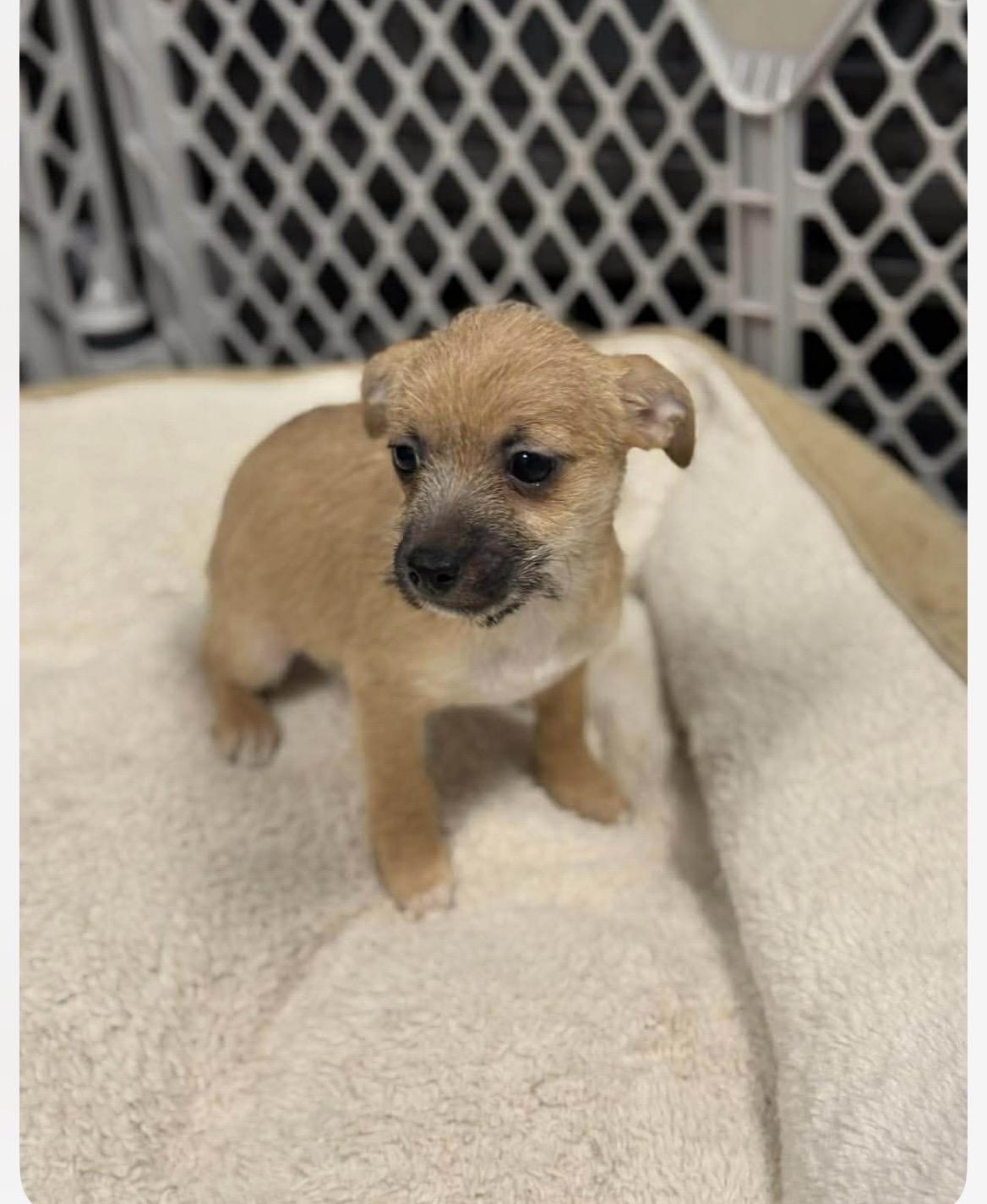 Enlarge Jolene , an adopted mixed breed in Kannapolis, NC image 3/4