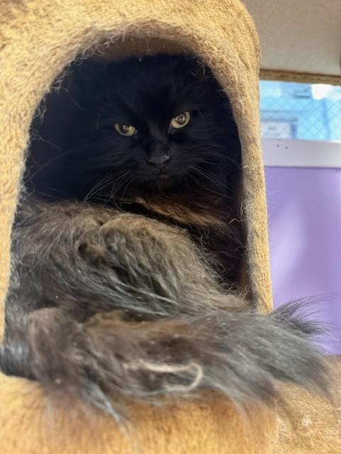 IZZY, Adoptable, Adult Female Domestic Short Hair.