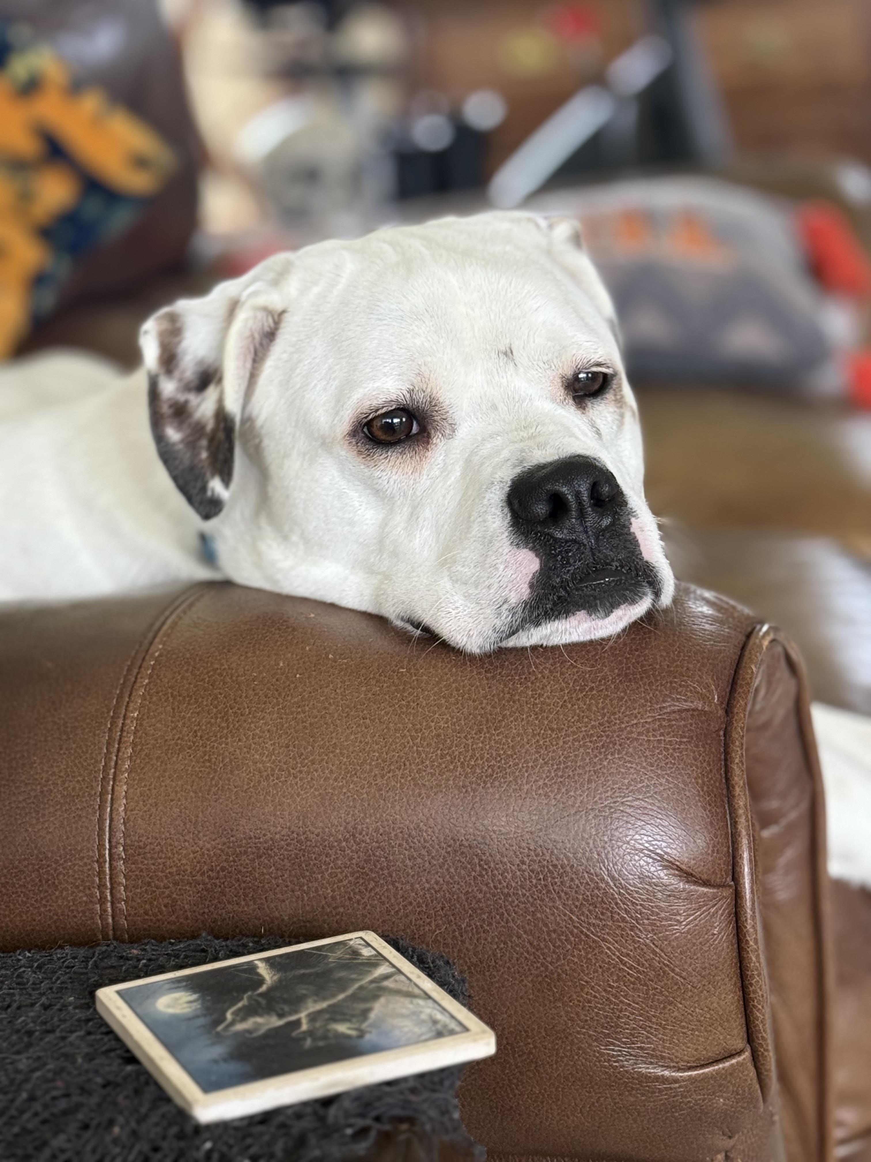 Enlarge Milo, a Adoptable mixed breed in POCOMOKE CITY, MD image 1/6