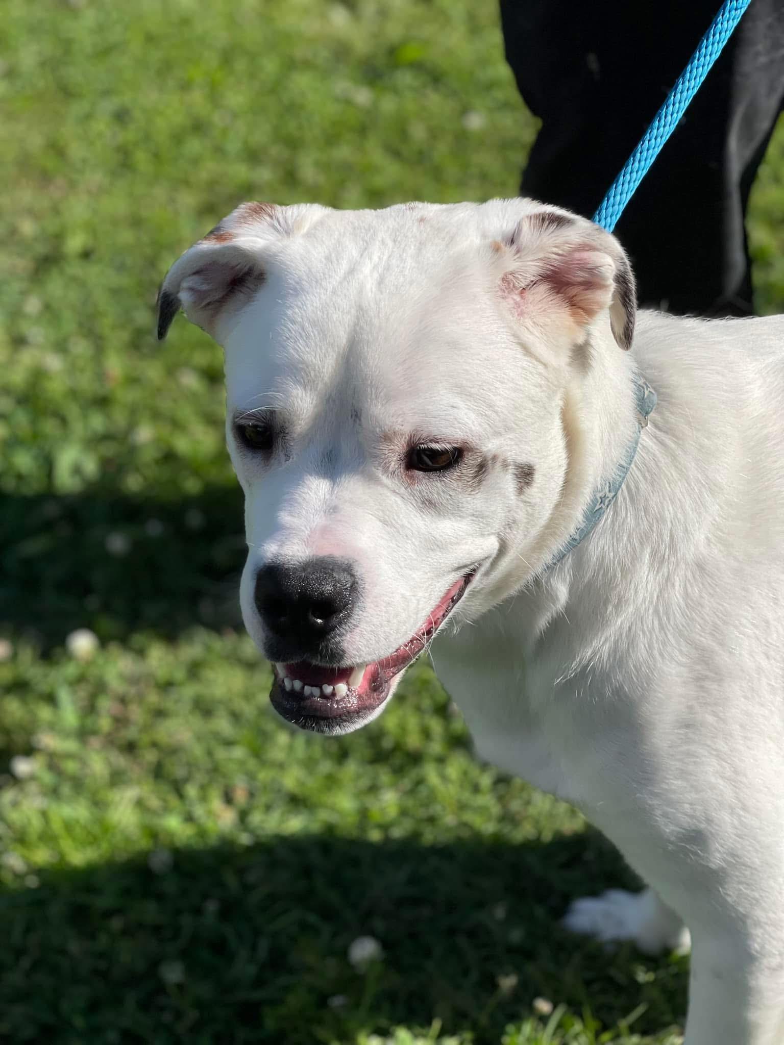 Milo, a Adoptable mixed breed in POCOMOKE CITY, MD image 1/4