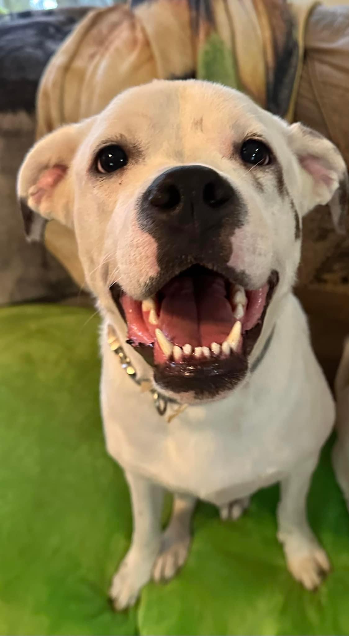 Milo, a Adoptable mixed breed in POCOMOKE CITY, MD image 2/4