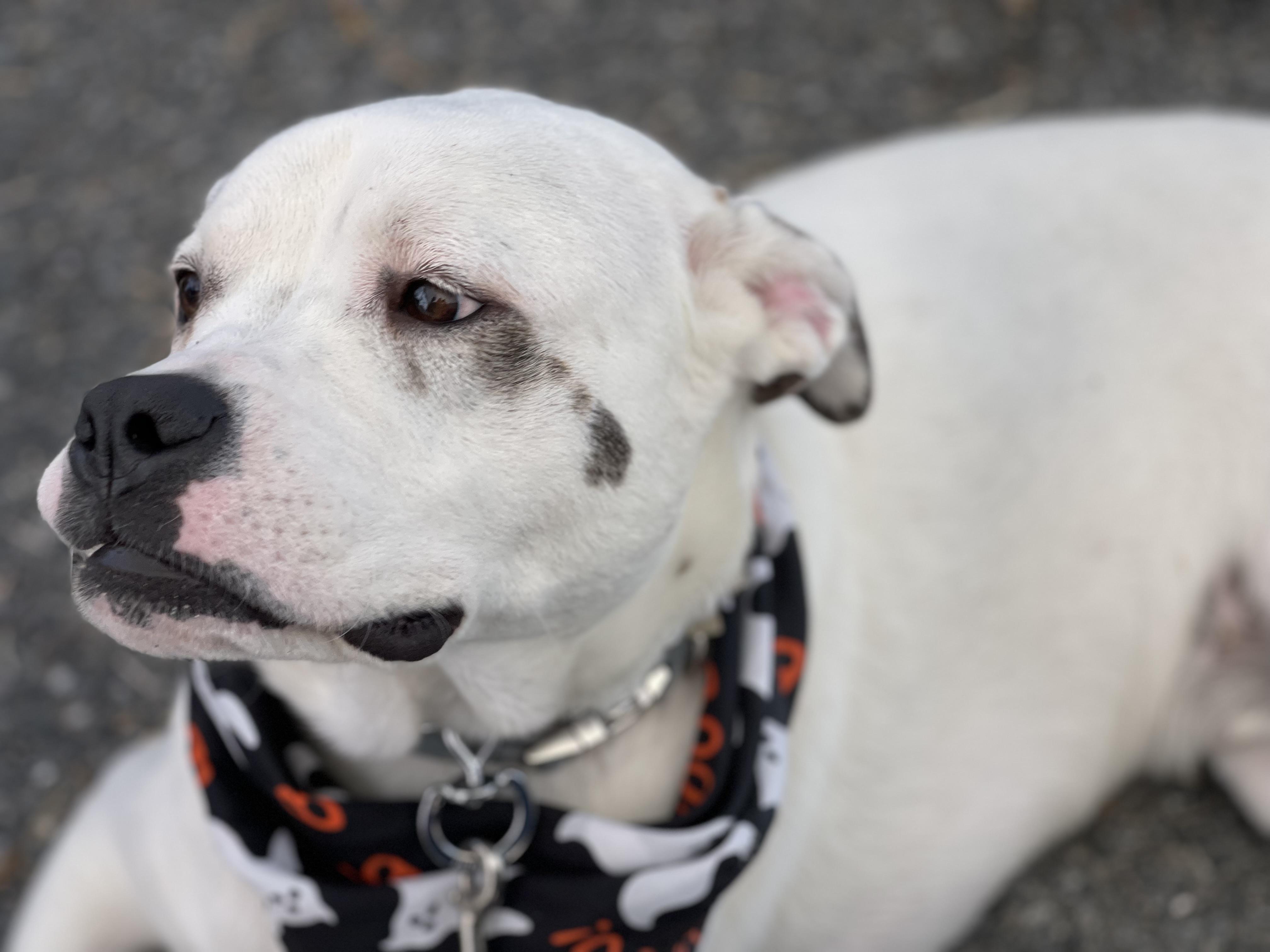 Milo, a Adoptable mixed breed in POCOMOKE CITY, MD image 3/4