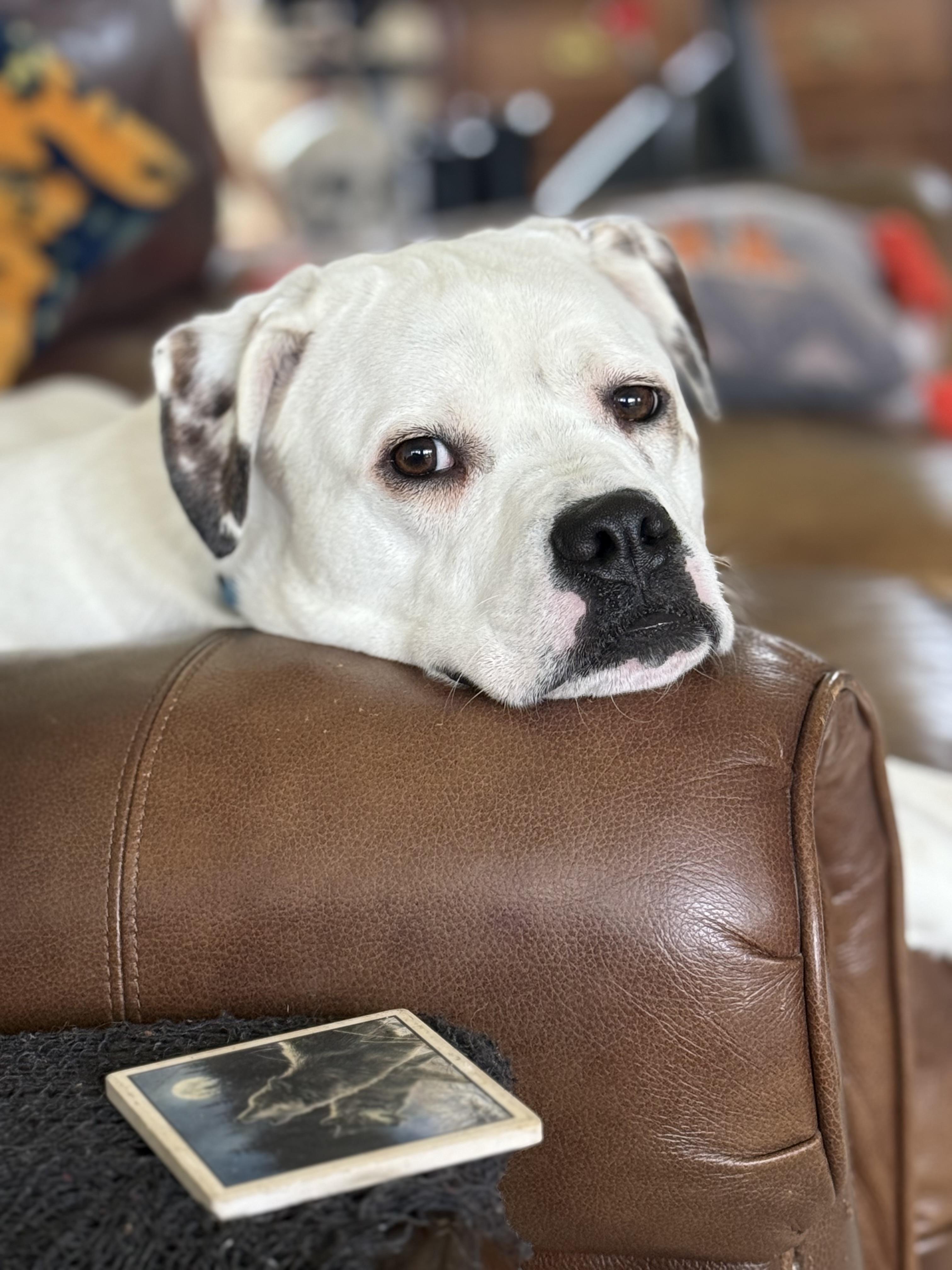 Enlarge Milo, a Adoptable mixed breed in POCOMOKE CITY, MD image 5/6