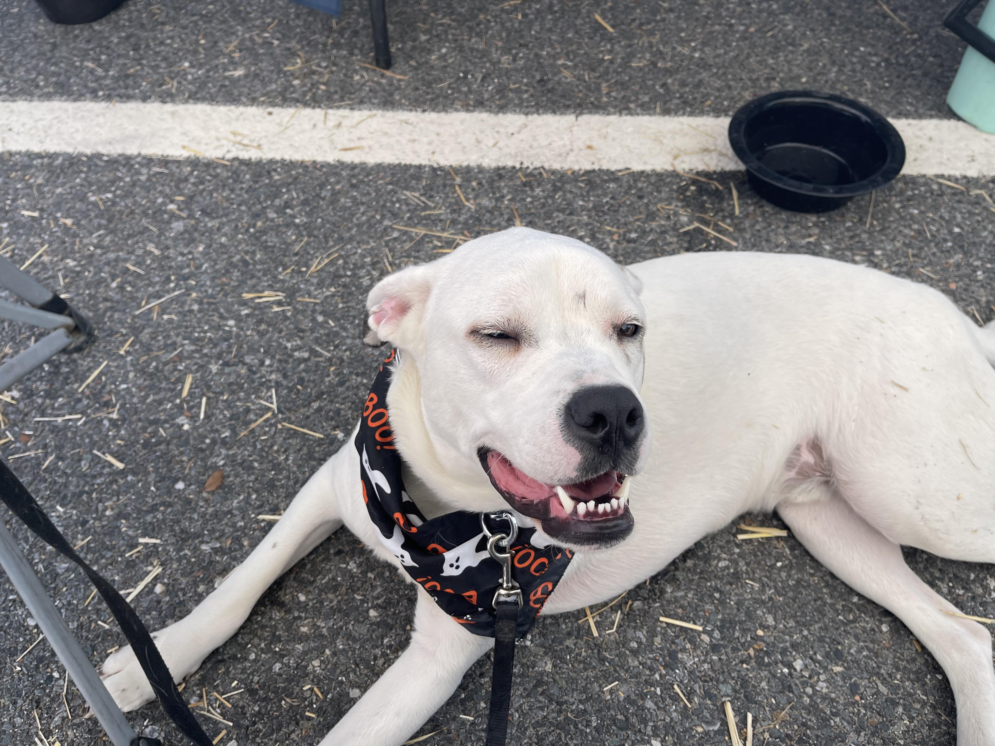 Milo, a Adoptable mixed breed in POCOMOKE CITY, MD image 4/4