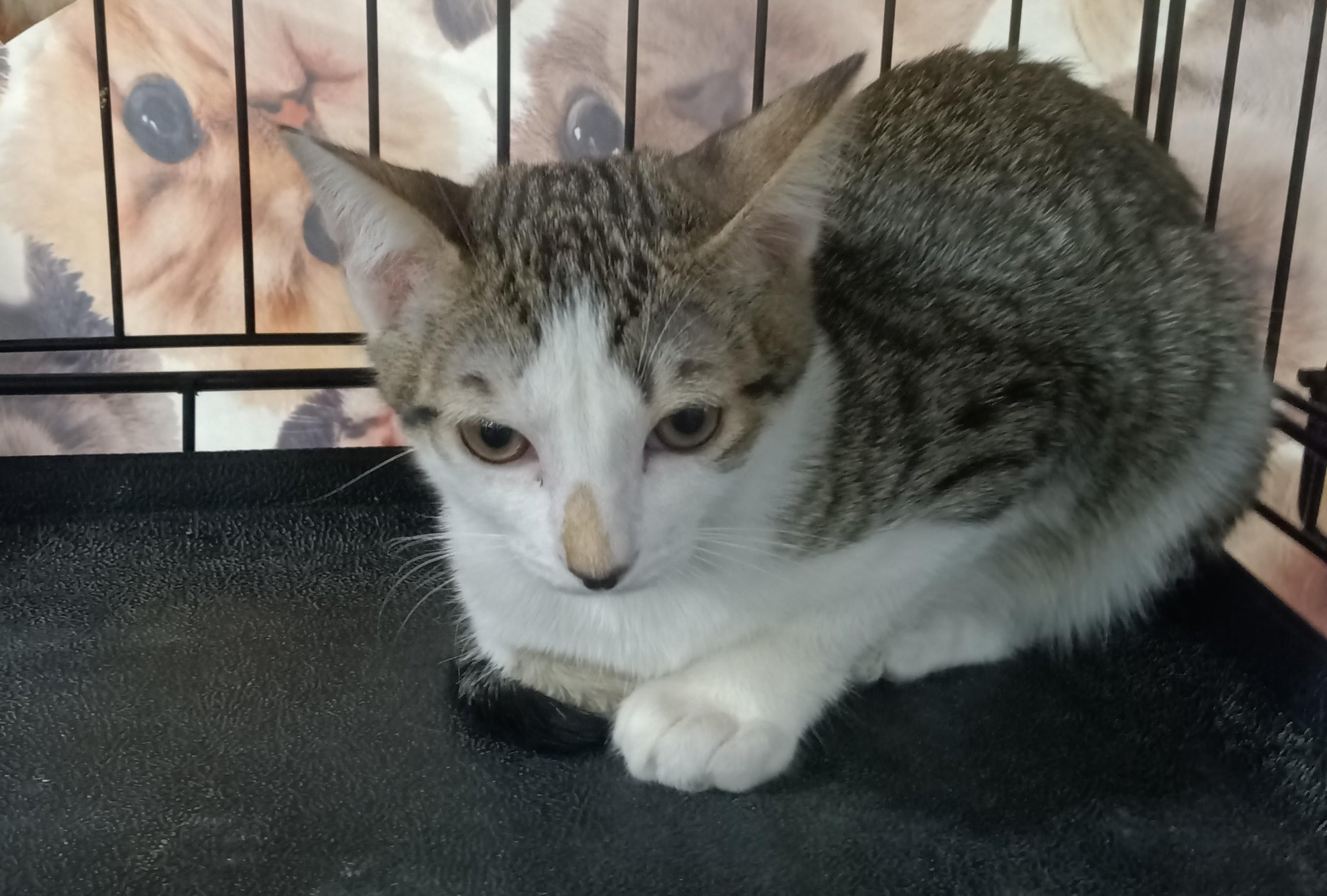 Enlarge Jack Jack, a ADOPTABLE Domestic Short Hair in Chino, CA image 5/6