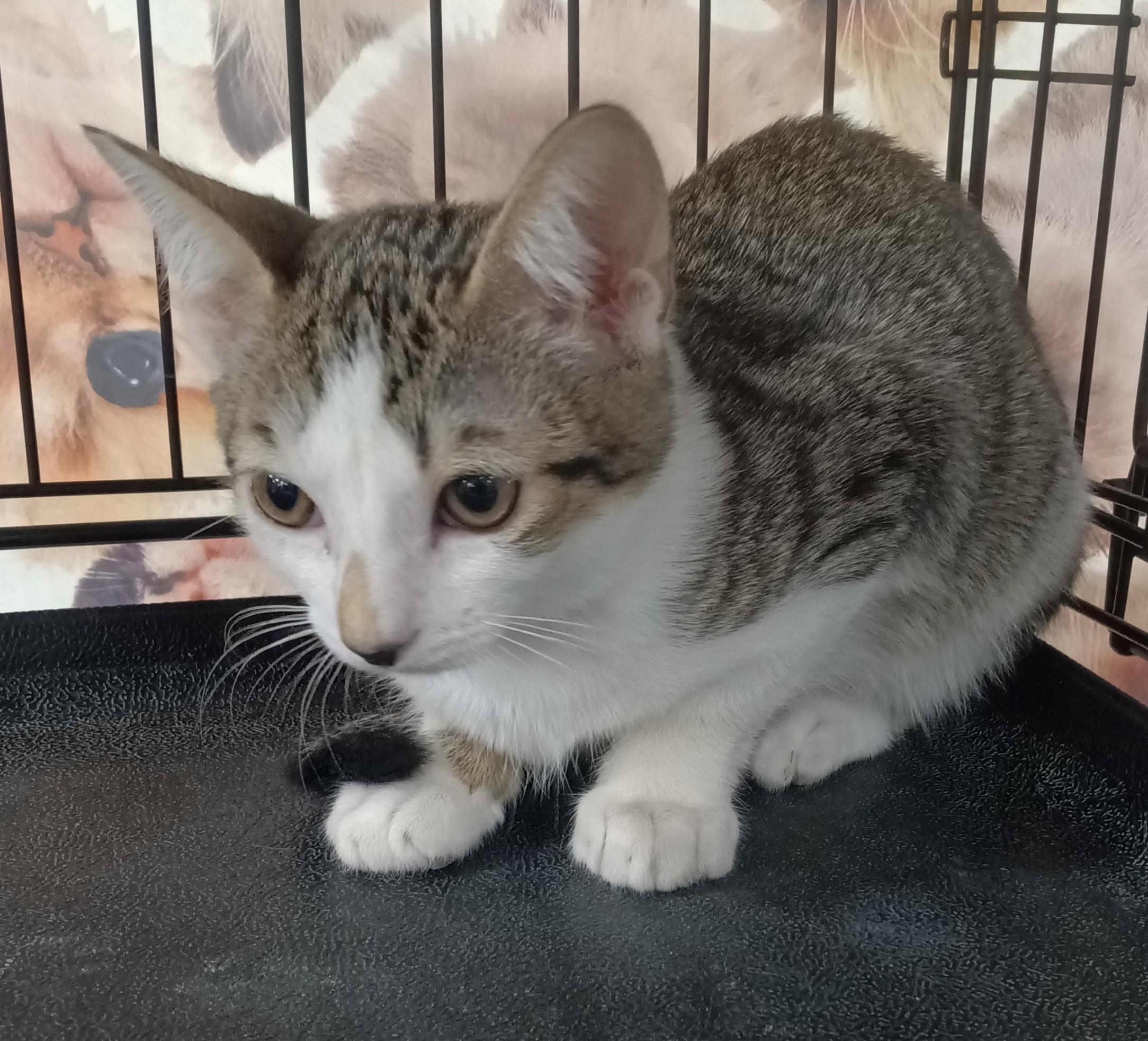 Enlarge Jack Jack, a ADOPTABLE Domestic Short Hair in Chino, CA image 6/6