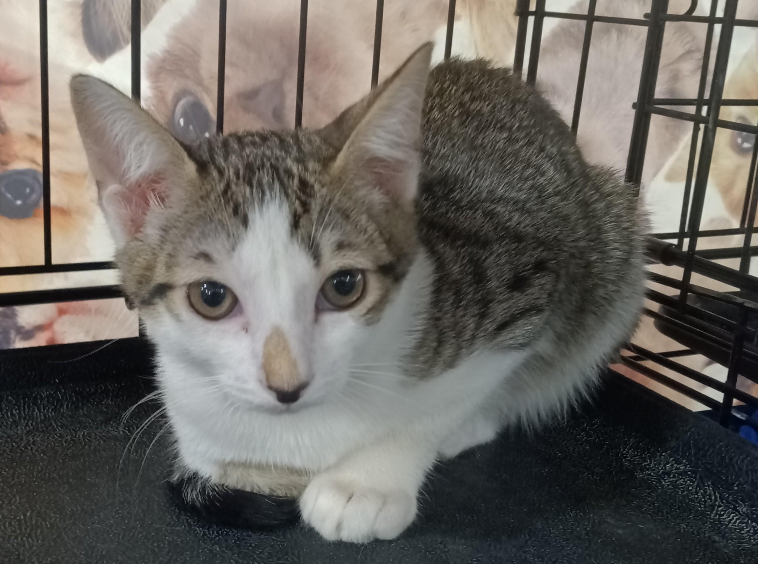 Enlarge Jack Jack, a ADOPTABLE Domestic Short Hair in Chino, CA image 4/6