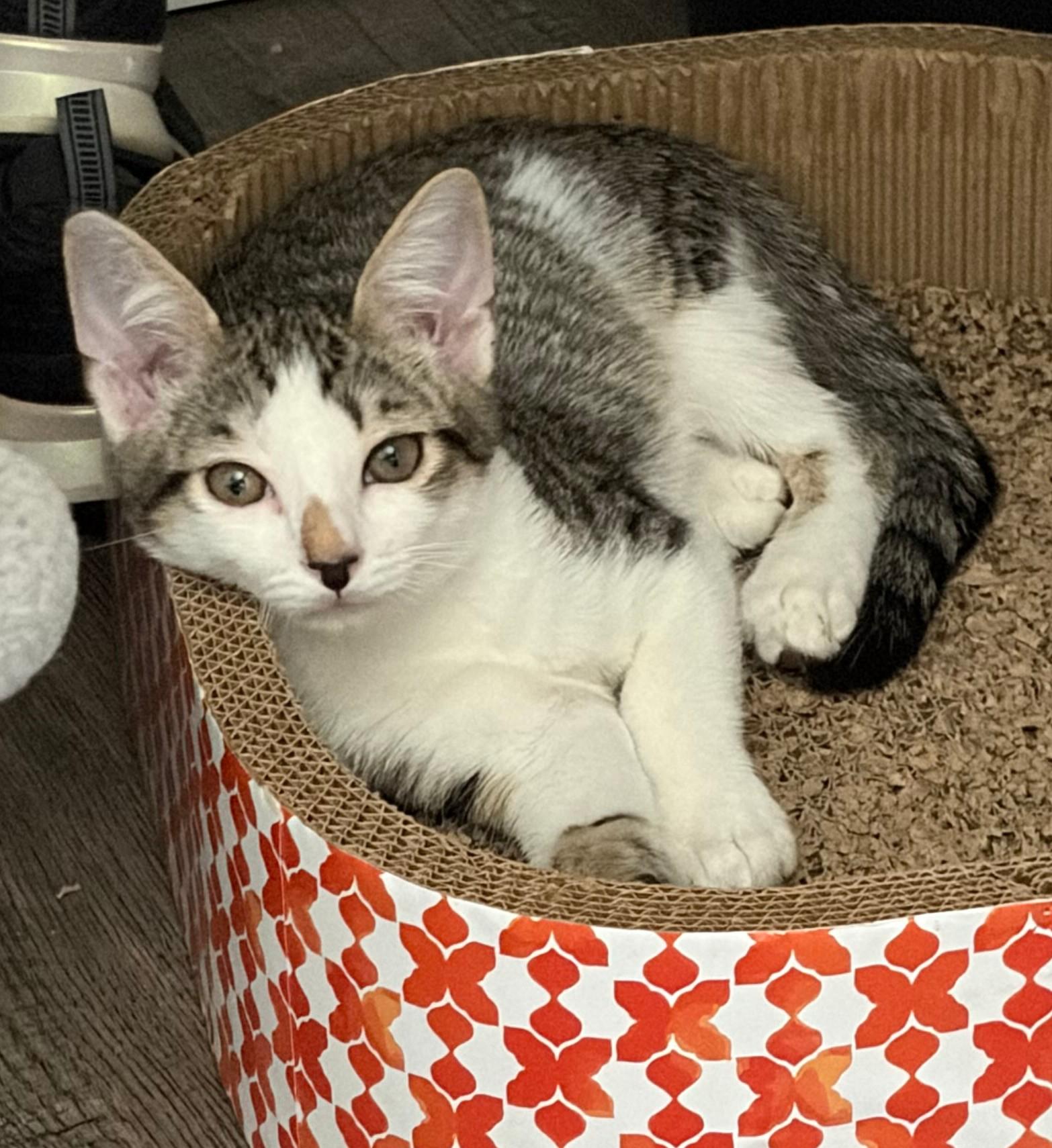 Jack Jack, ADOPTABLE, Kitten Male Domestic Short Hair.