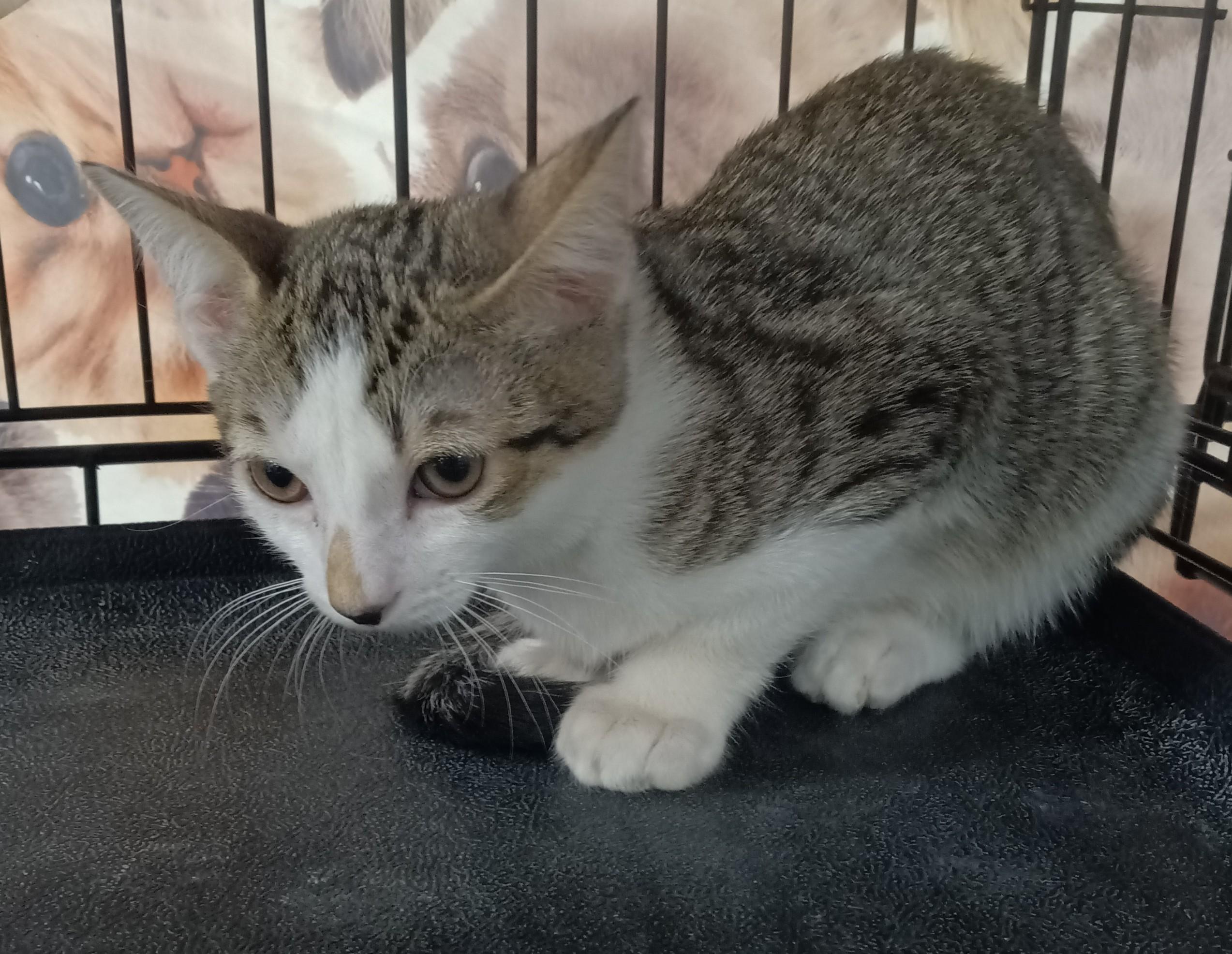 Enlarge Jack Jack, a ADOPTABLE Domestic Short Hair in Chino, CA image 2/6