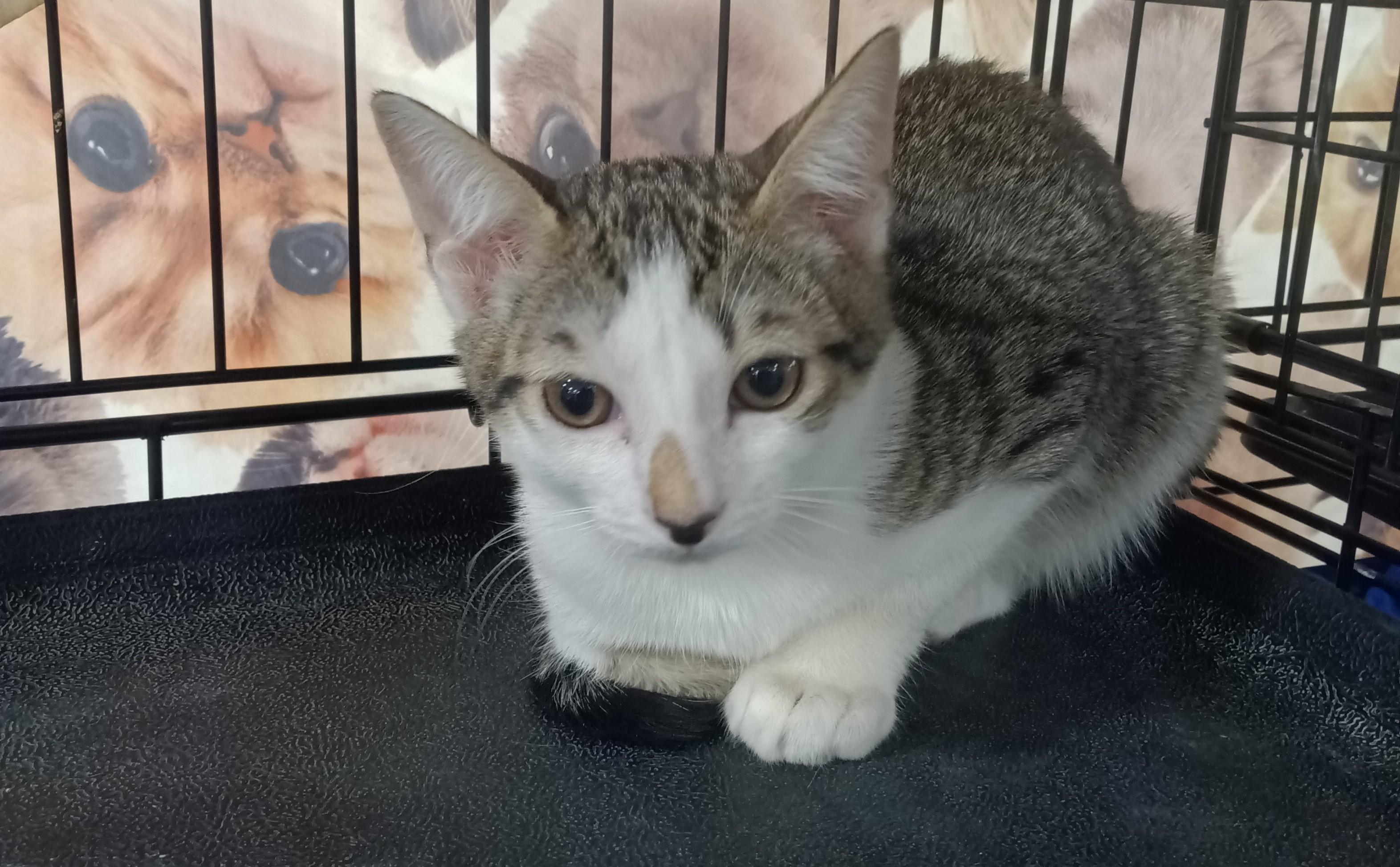 Enlarge Jack Jack, a ADOPTABLE Domestic Short Hair in Chino, CA image 3/6