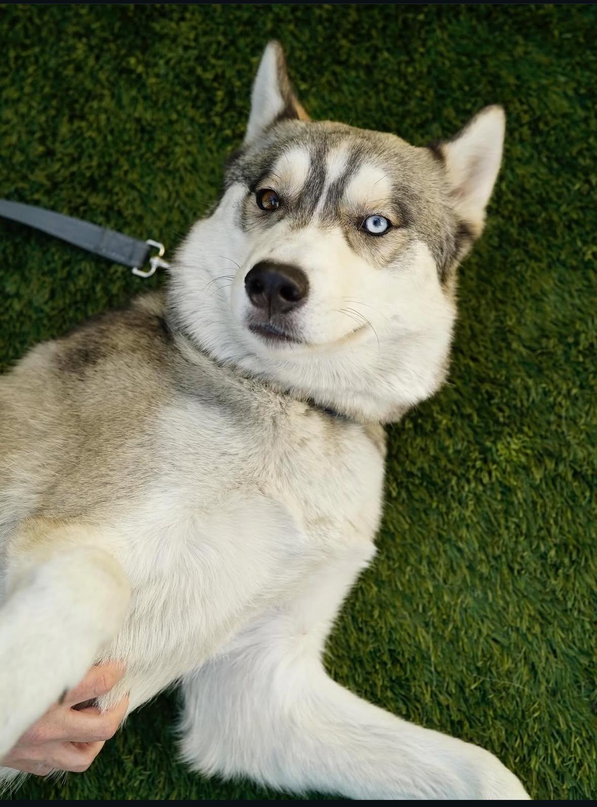 Enlarge Panda, a Adoptable Husky in Pasadena, CA image 4/5