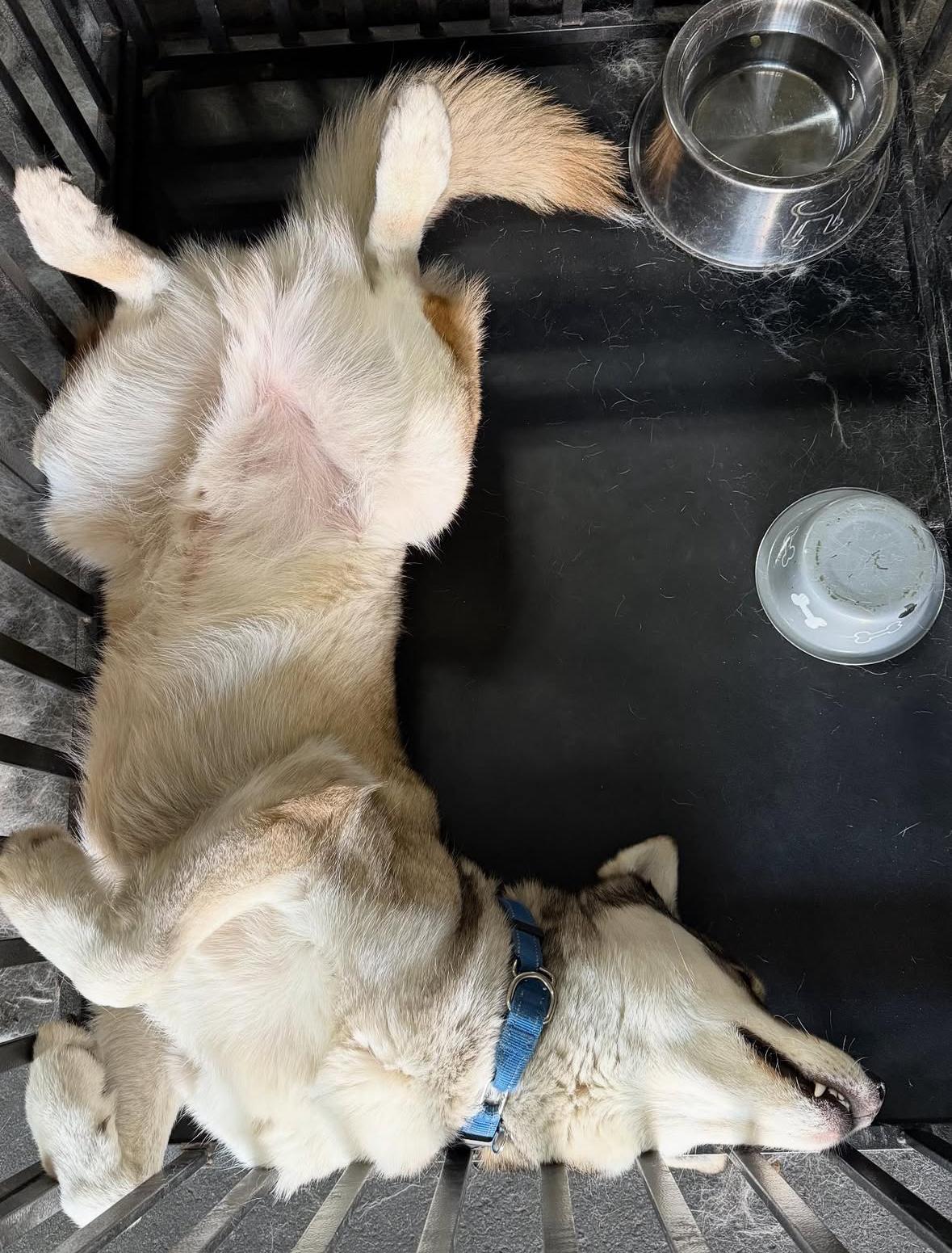 Enlarge Panda, a Adoptable Husky in Pasadena, CA image 5/5